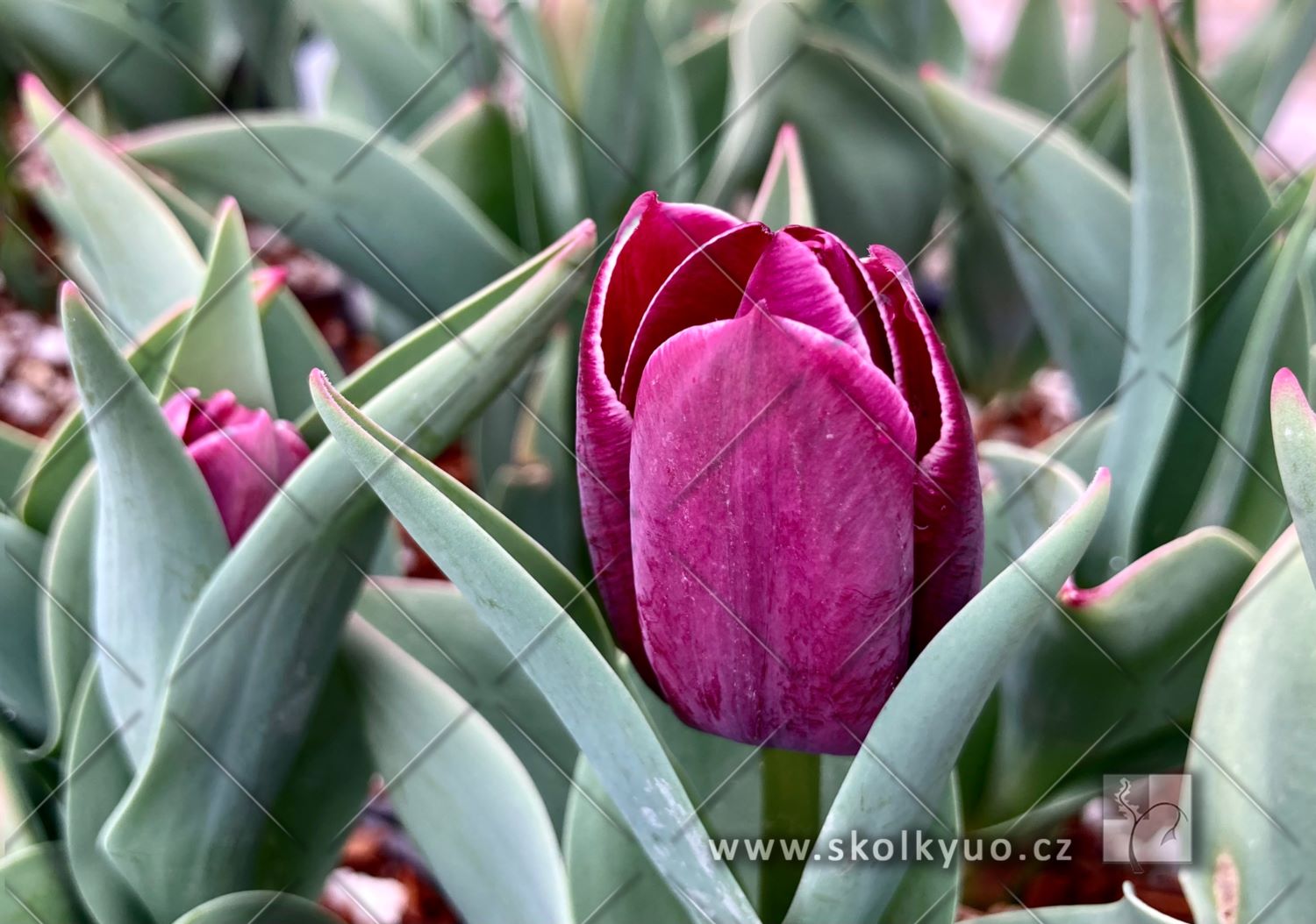 Tulipa - skupina Triumph ´Tiramisu´