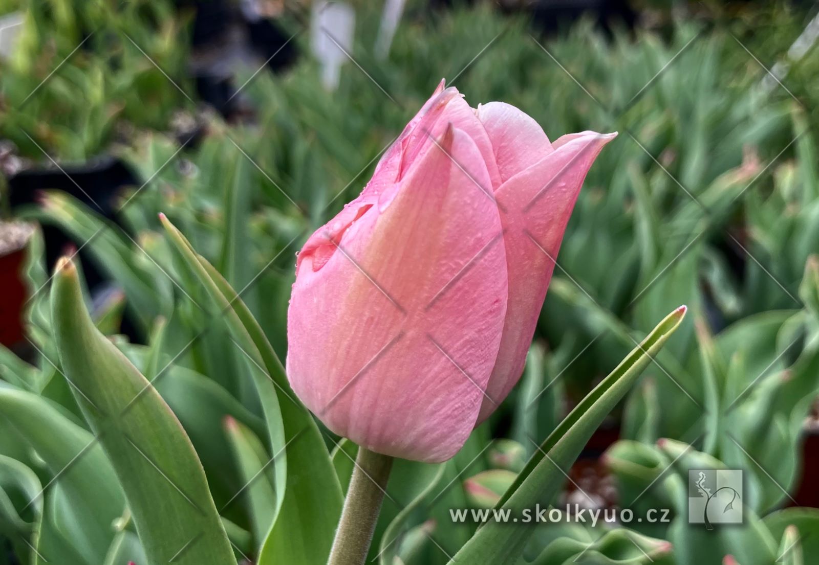 Tulipa ´Apricot Beauty´