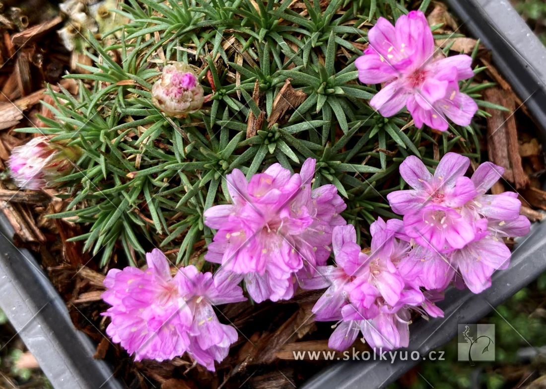Armeria juniperifolia ´Brno´