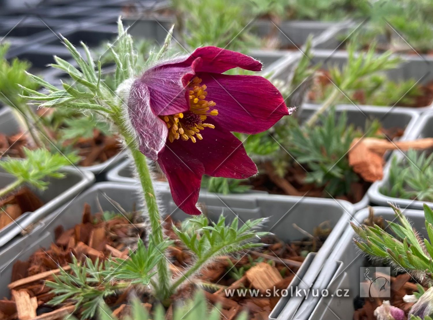 Pulsatilla vulgaris ´Pulsar Red Shades´