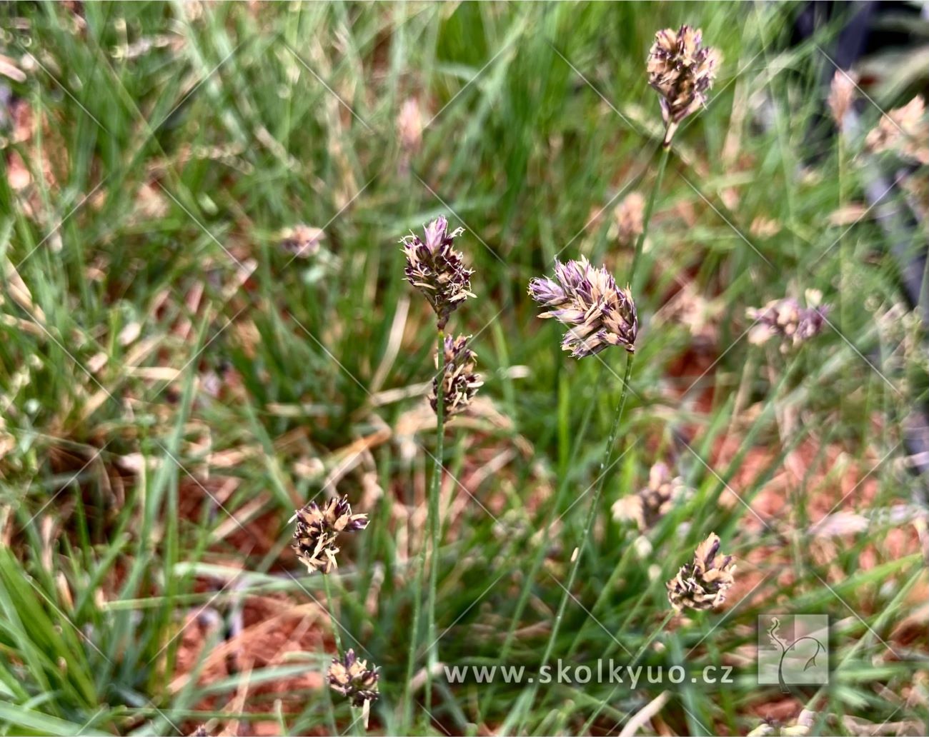 Sesleria caerulea