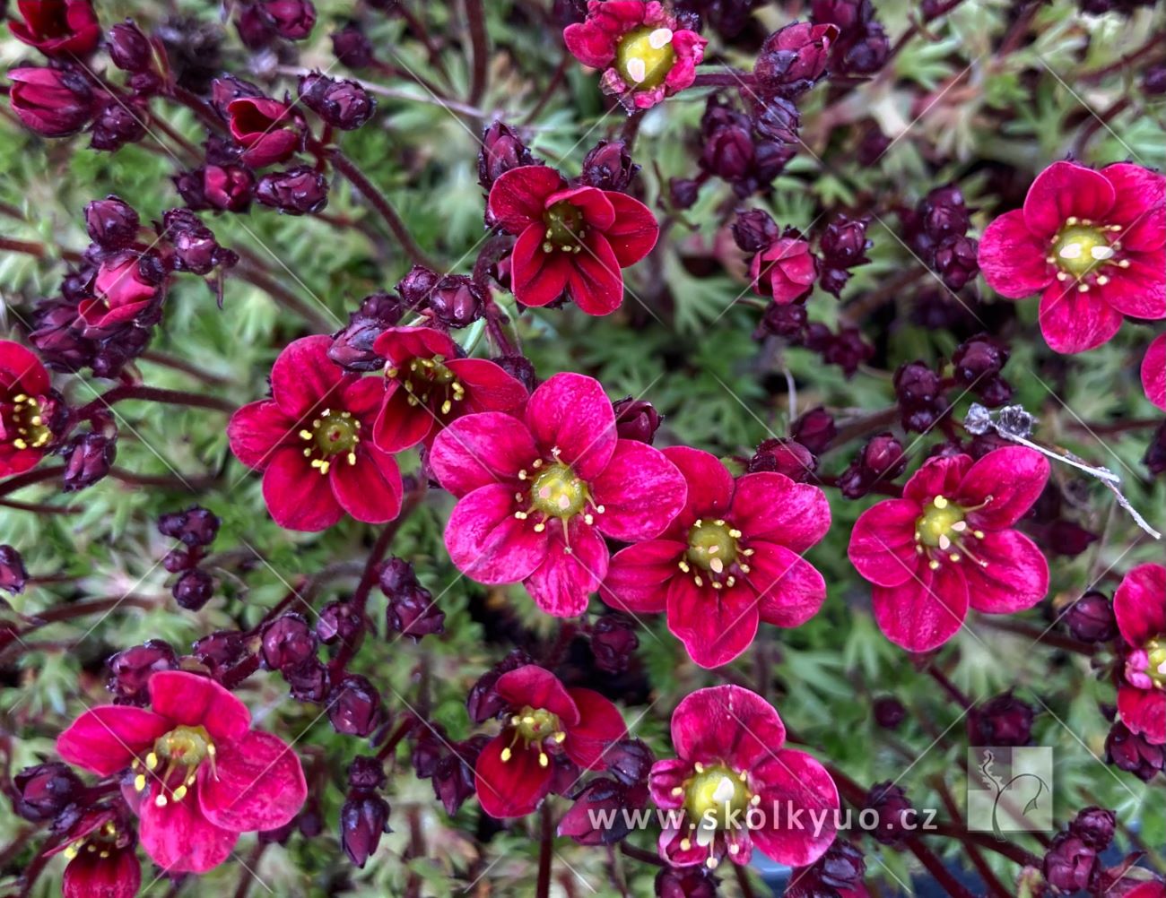 Saxifraga x arendsii ´Marto Red´