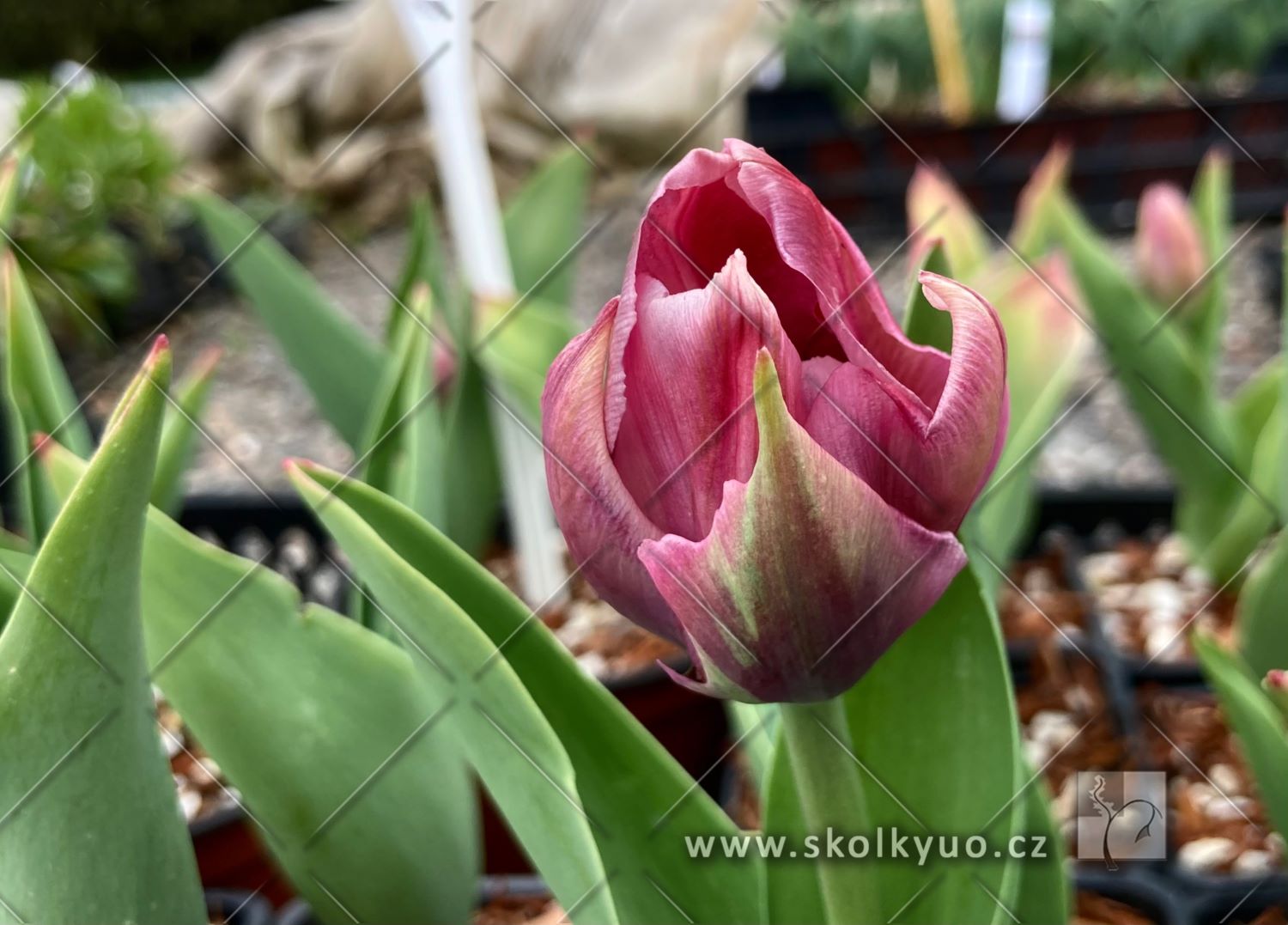 Tulipa ´Salmon Van Eijk´