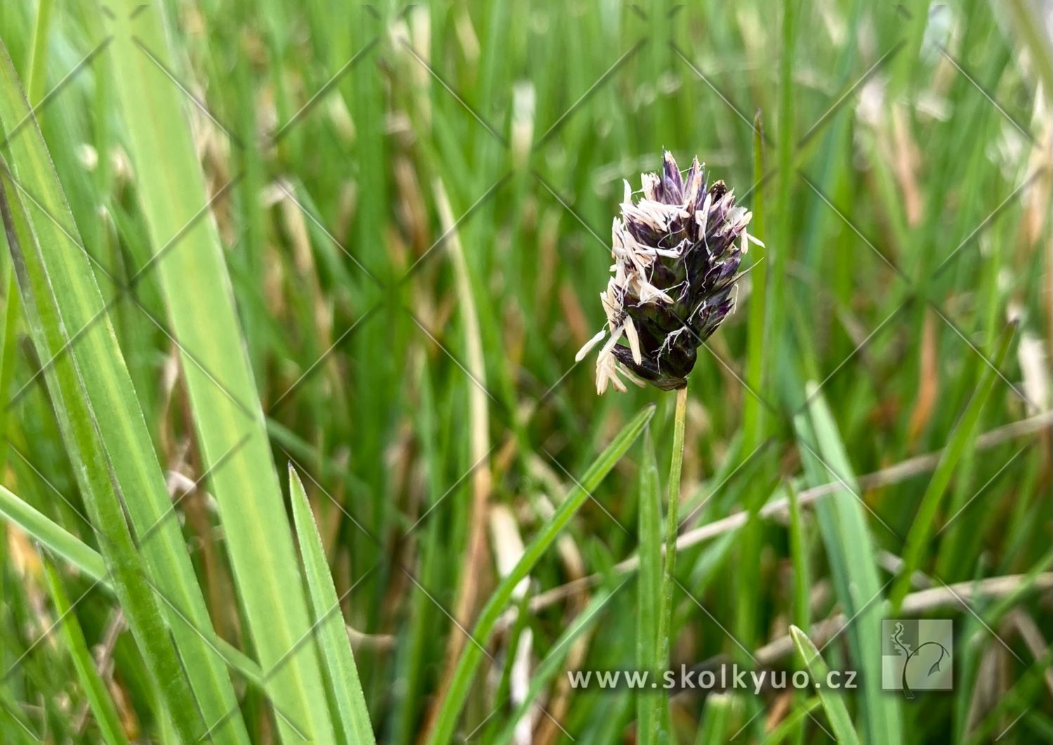 Sesleria sadleriana