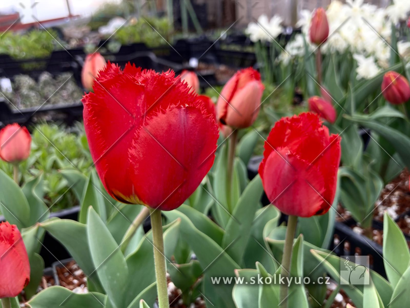 Tulipa ´Crystal Beauty´