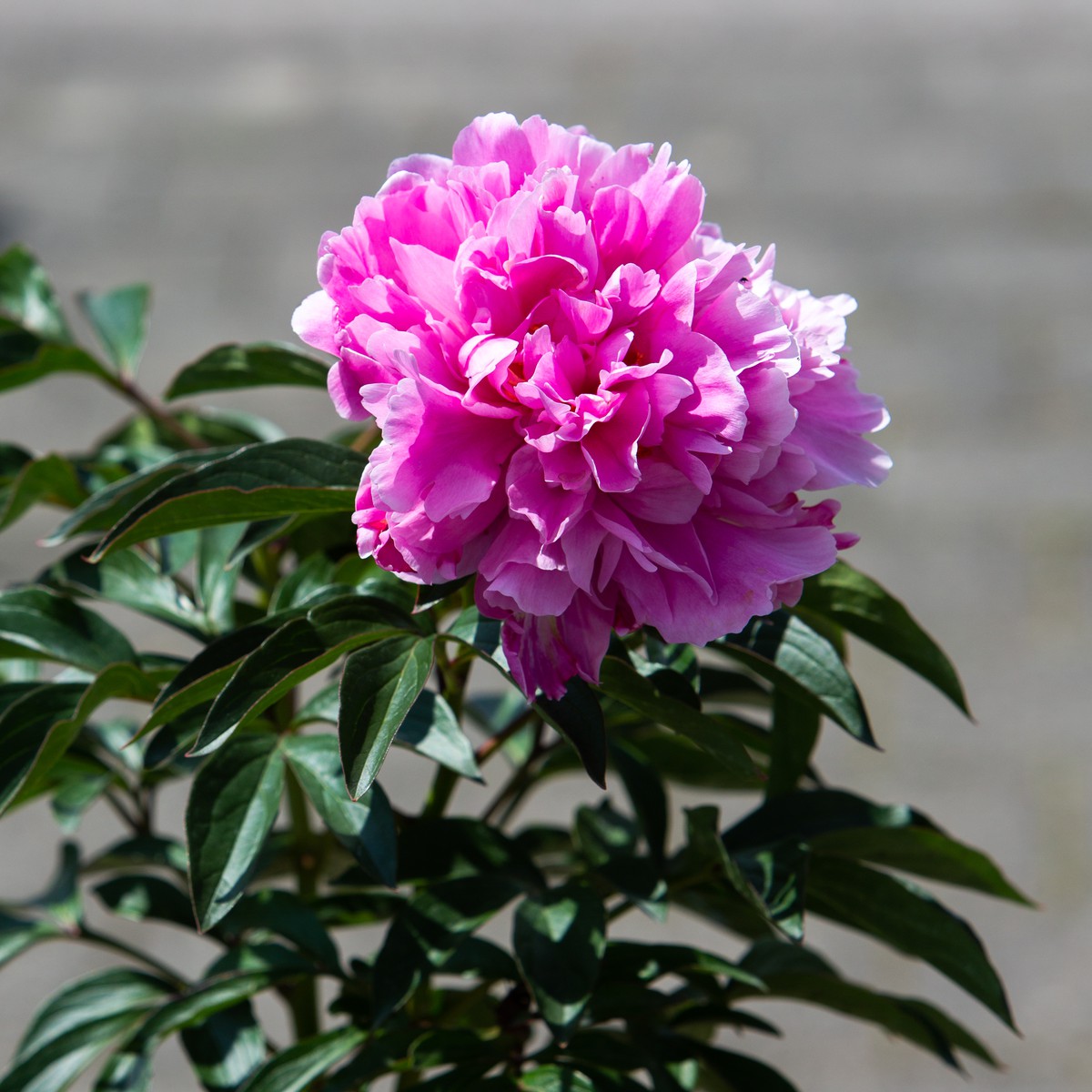 Paeonia lactiflora ´Dr. Alexander Fleming´
