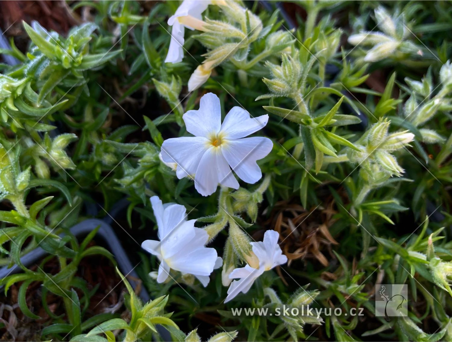 Phlox subulata ´Spring® White´
