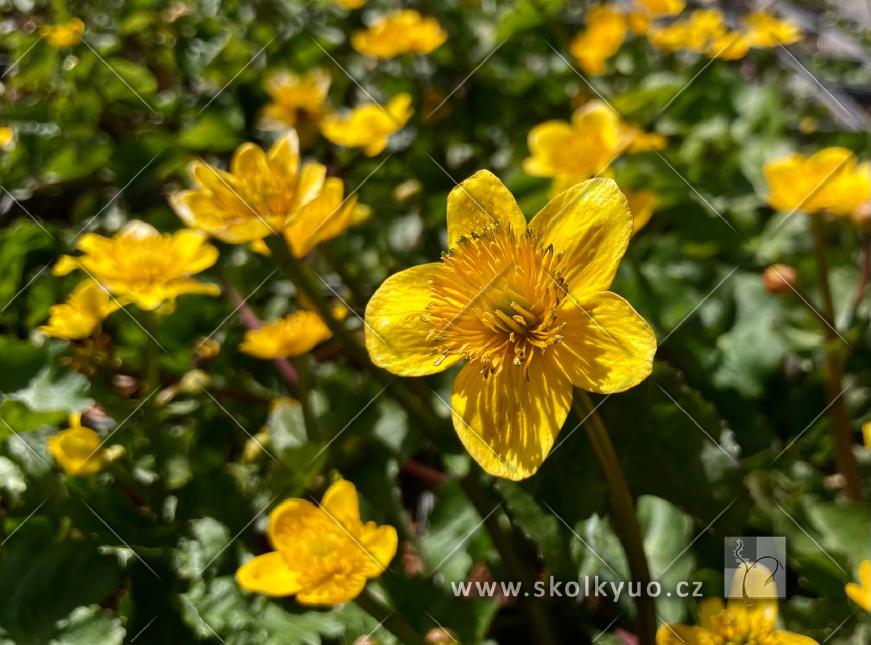 Caltha palustris
