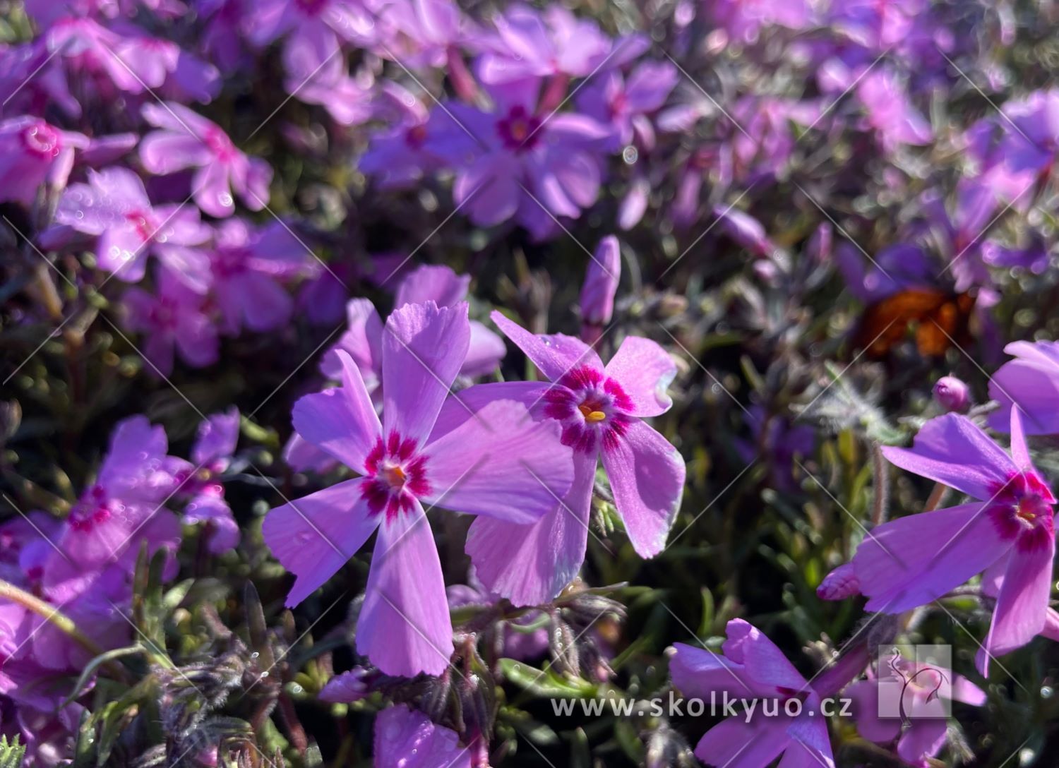 Phlox subulata ´Fabulous± Pink´