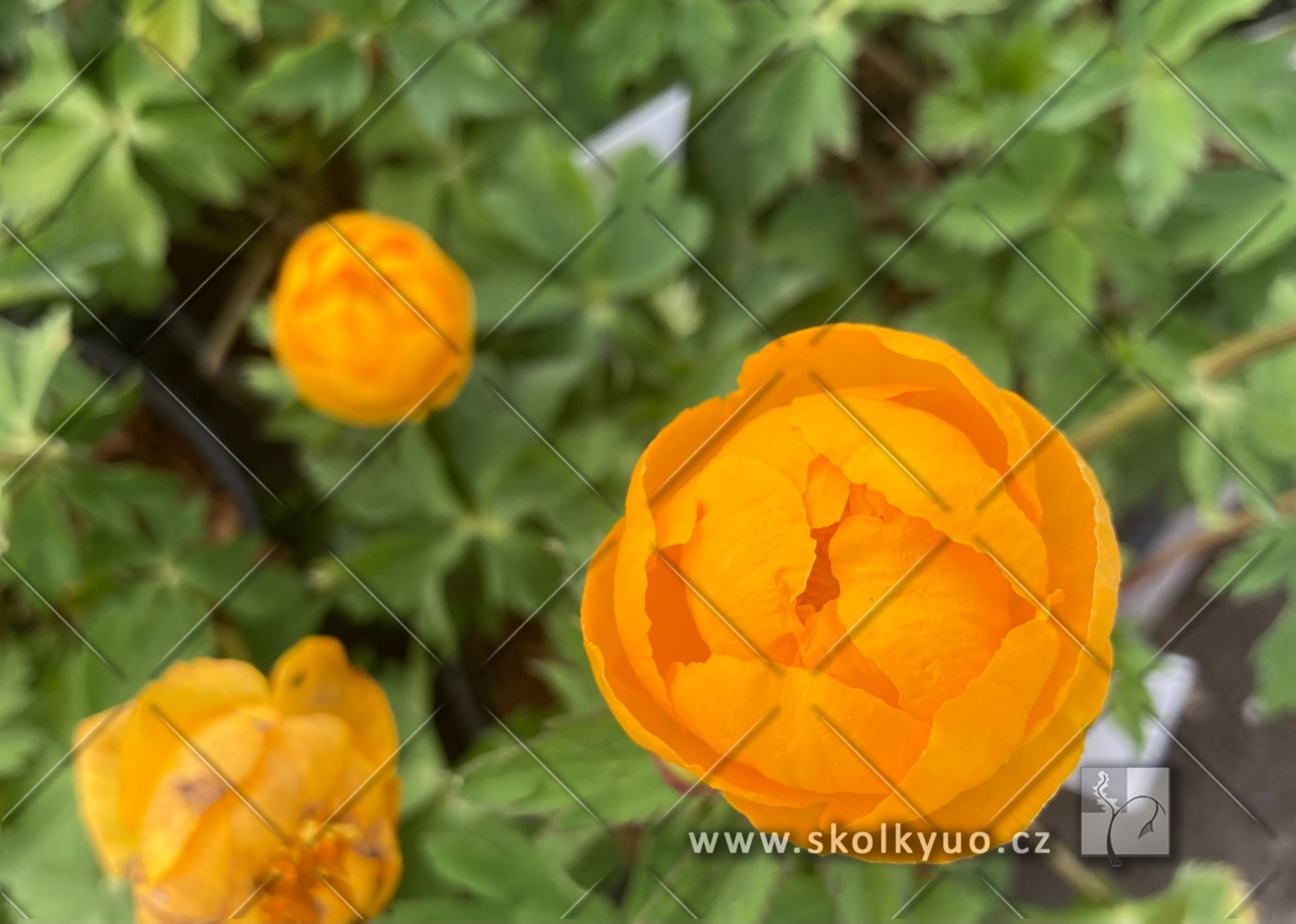 Trollius x cultorum ´Orange Globe´