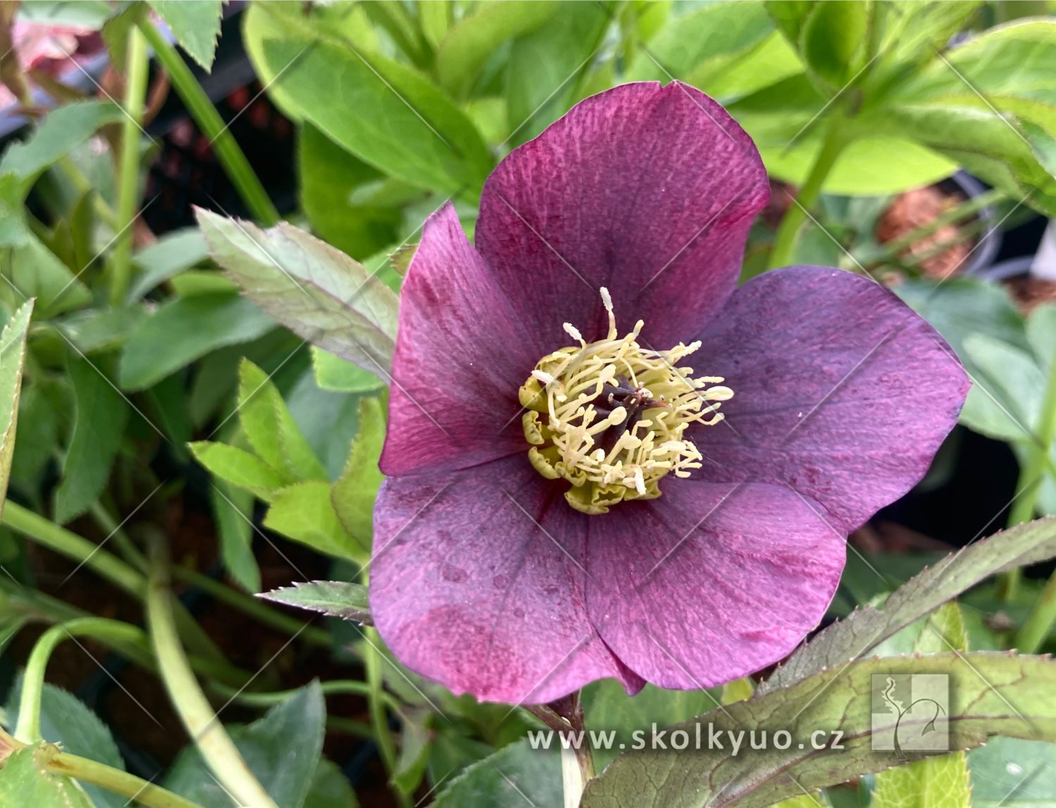 Helleborus orientalis ´Red Lady´