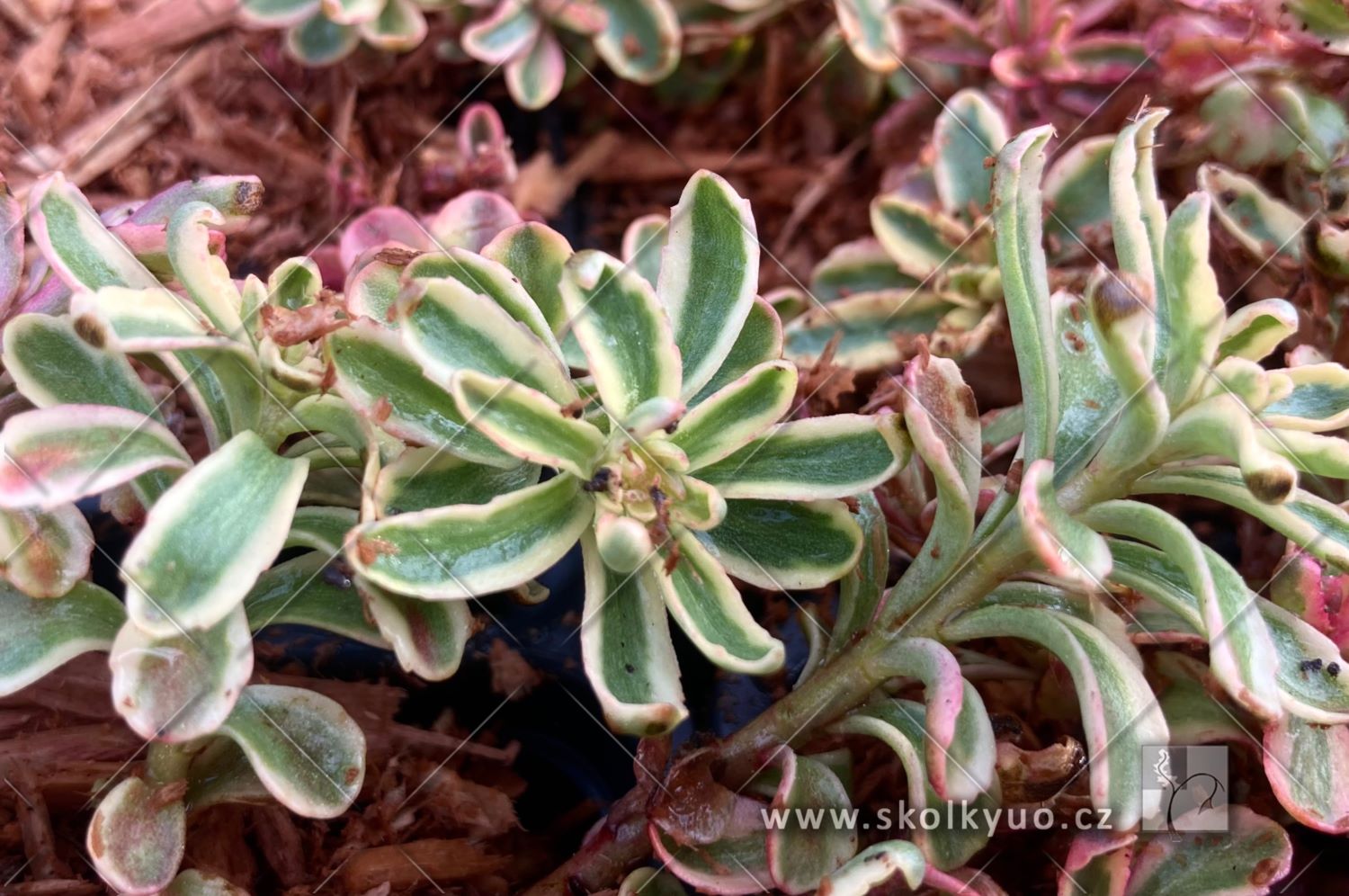 Sedum kamtschaticum ´Variegatum´