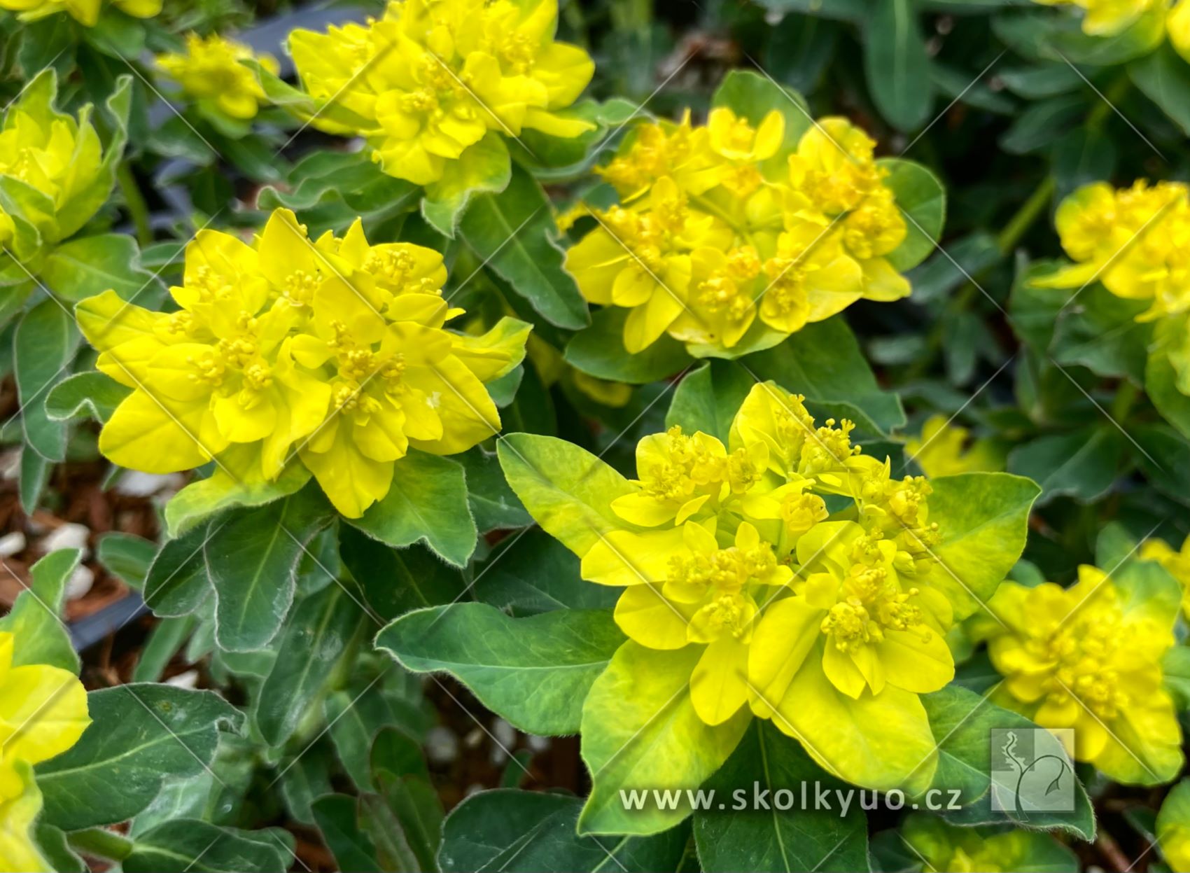 Euphorbia polychroma
