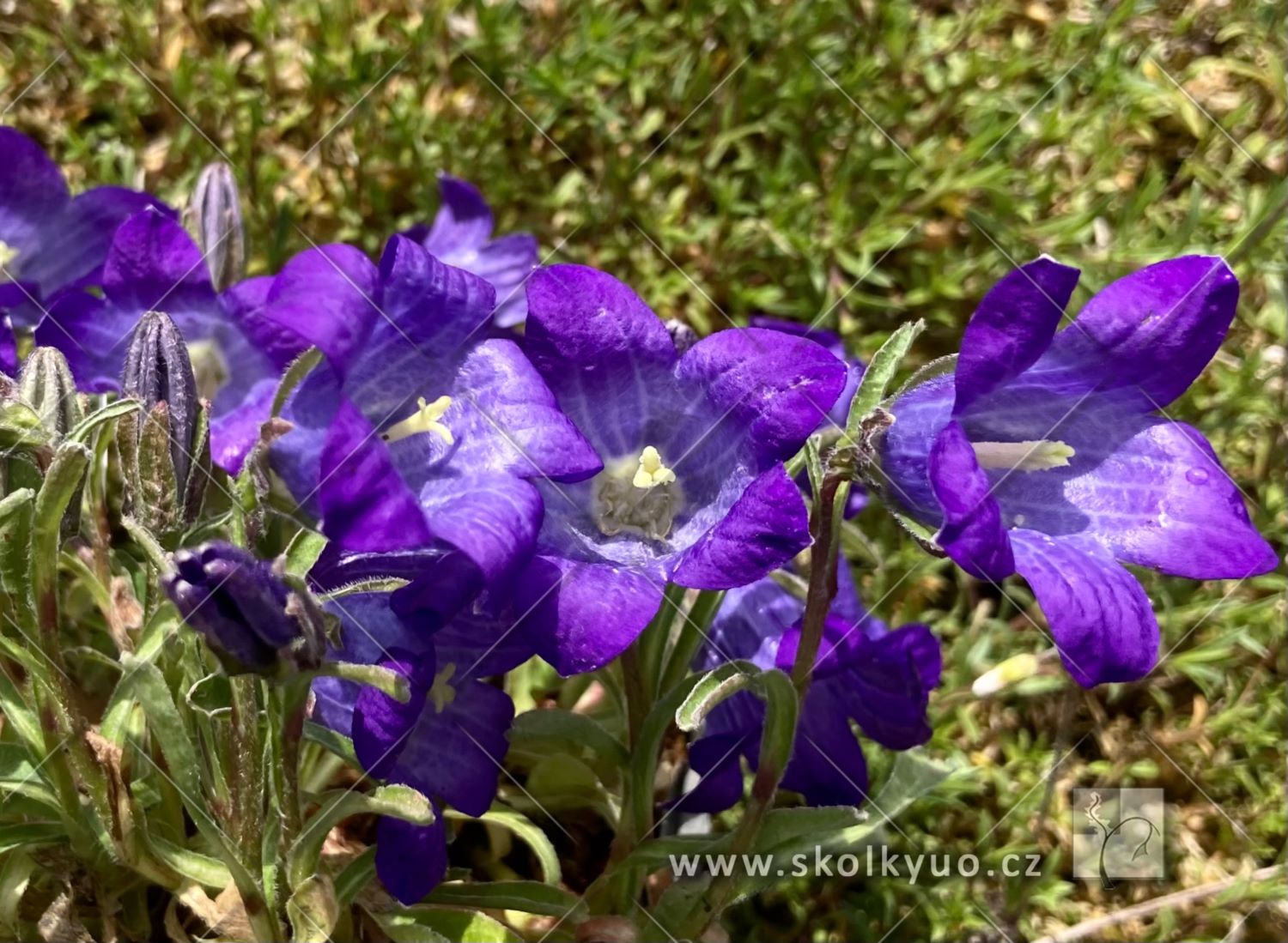 Campanula saxifraga