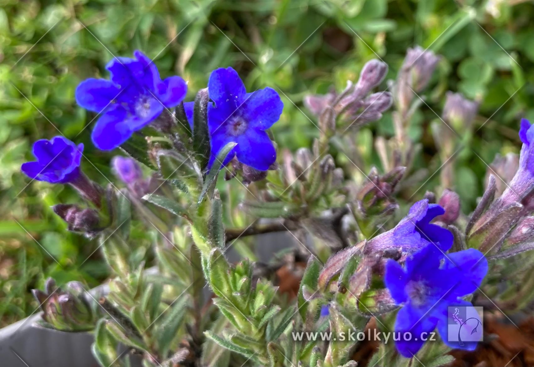 Lithodora diffusa ´Grace Ward´