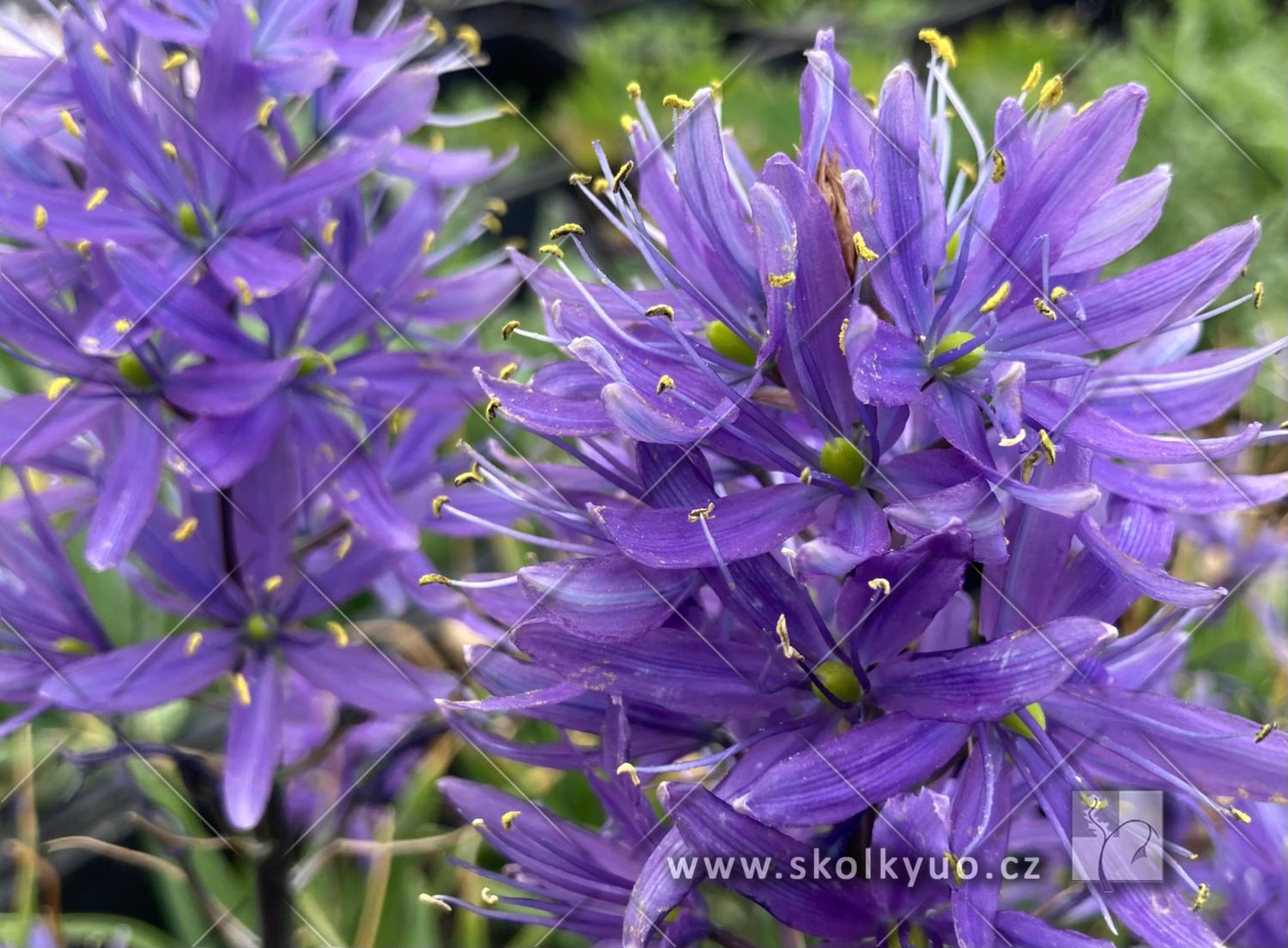 Camassia leichtlinii ´Caerulea´