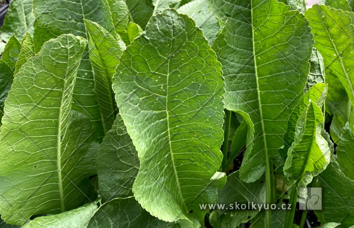 Armoracia rusticana ´Karl der Grosse´
