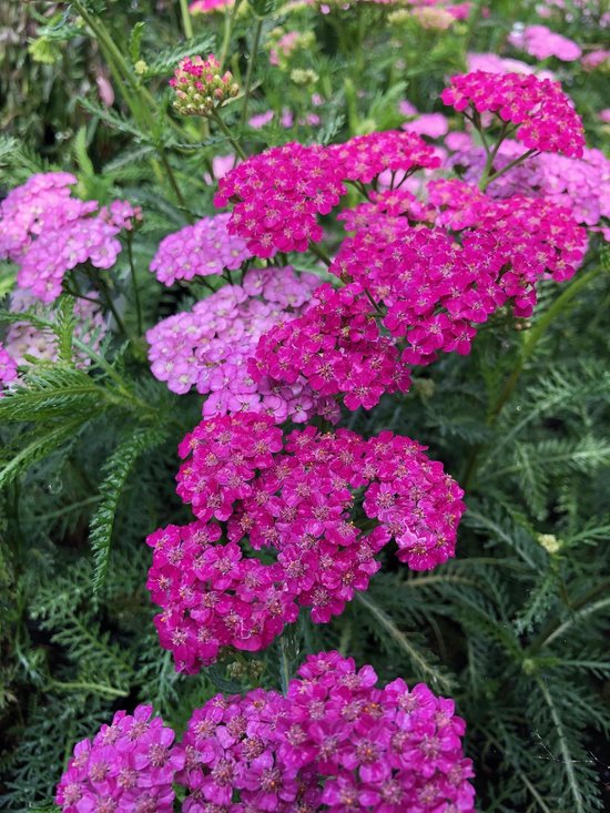 Achillea millefolium ´Apfelblüte´