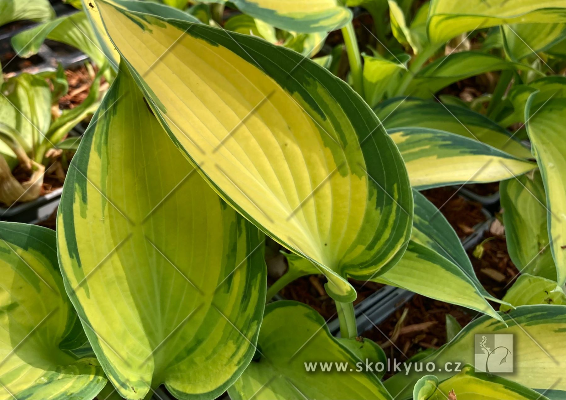 Hosta ´June´