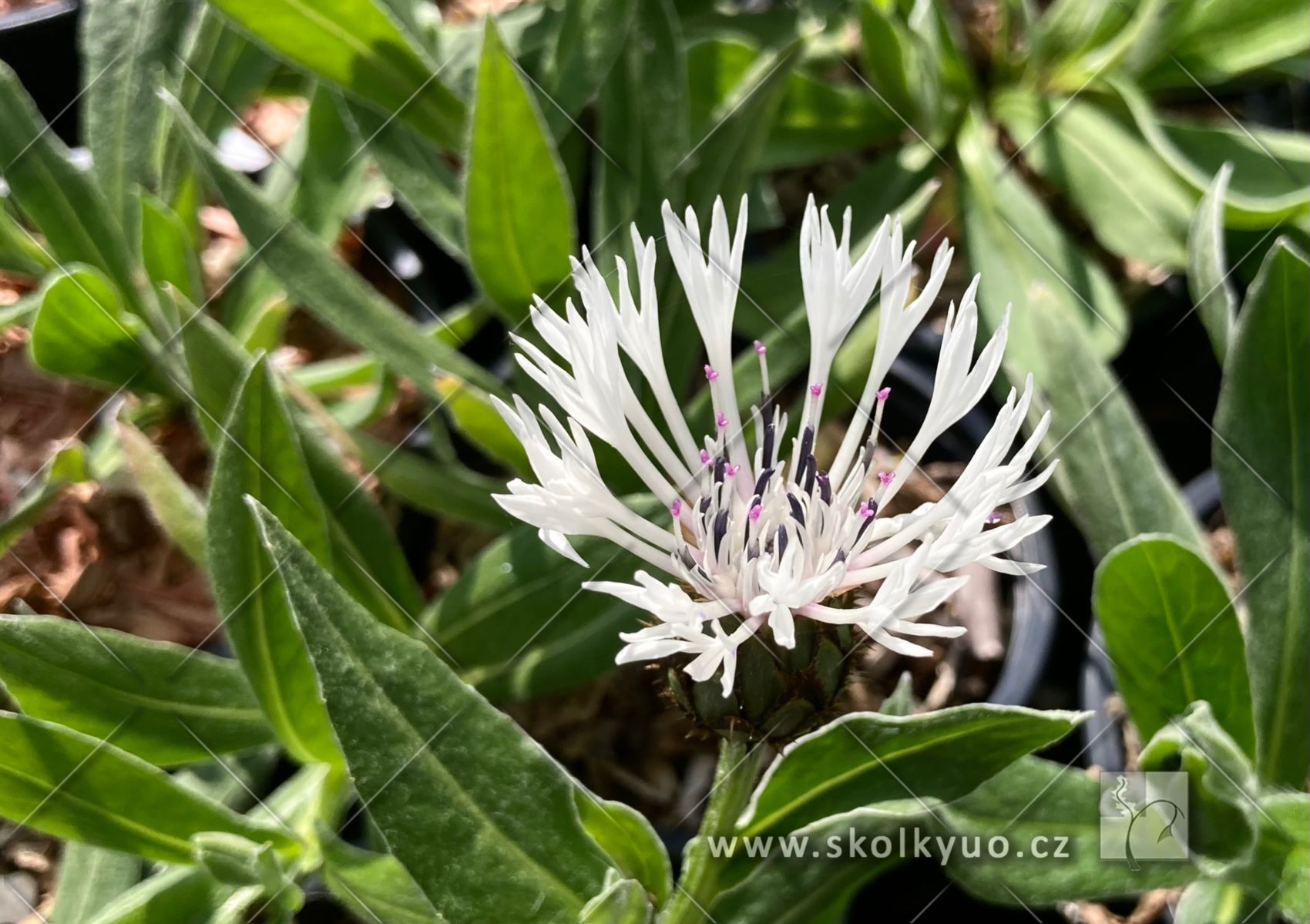Centaurea montana ´Alba´