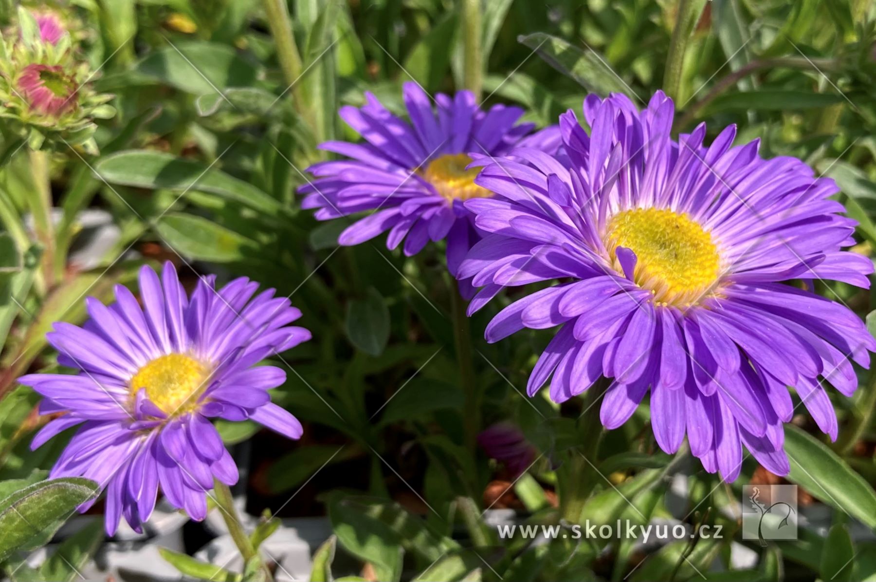 Aster alpinus ´Goliath´