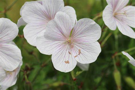 Geranium clarkei ´Kashmir White´