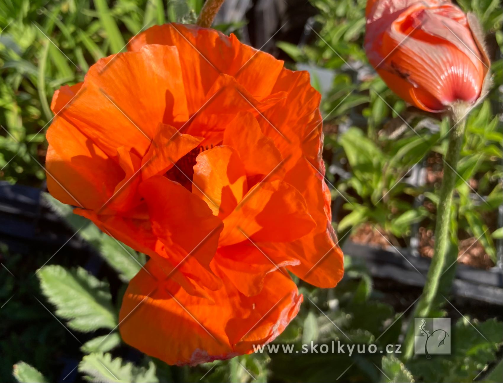 Papaver orientale ´Harvest Moon´