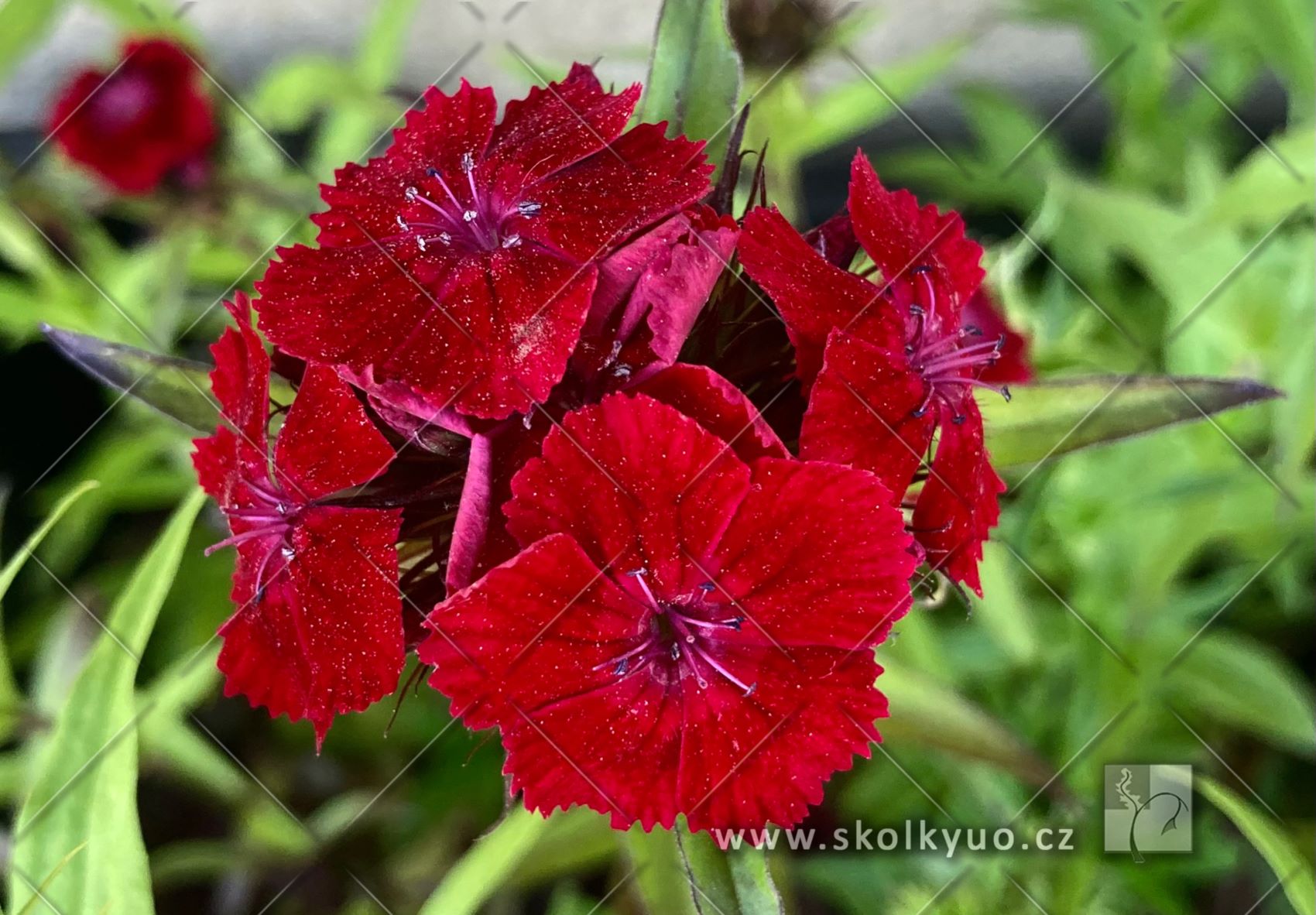 Dianthus barbatus MIX