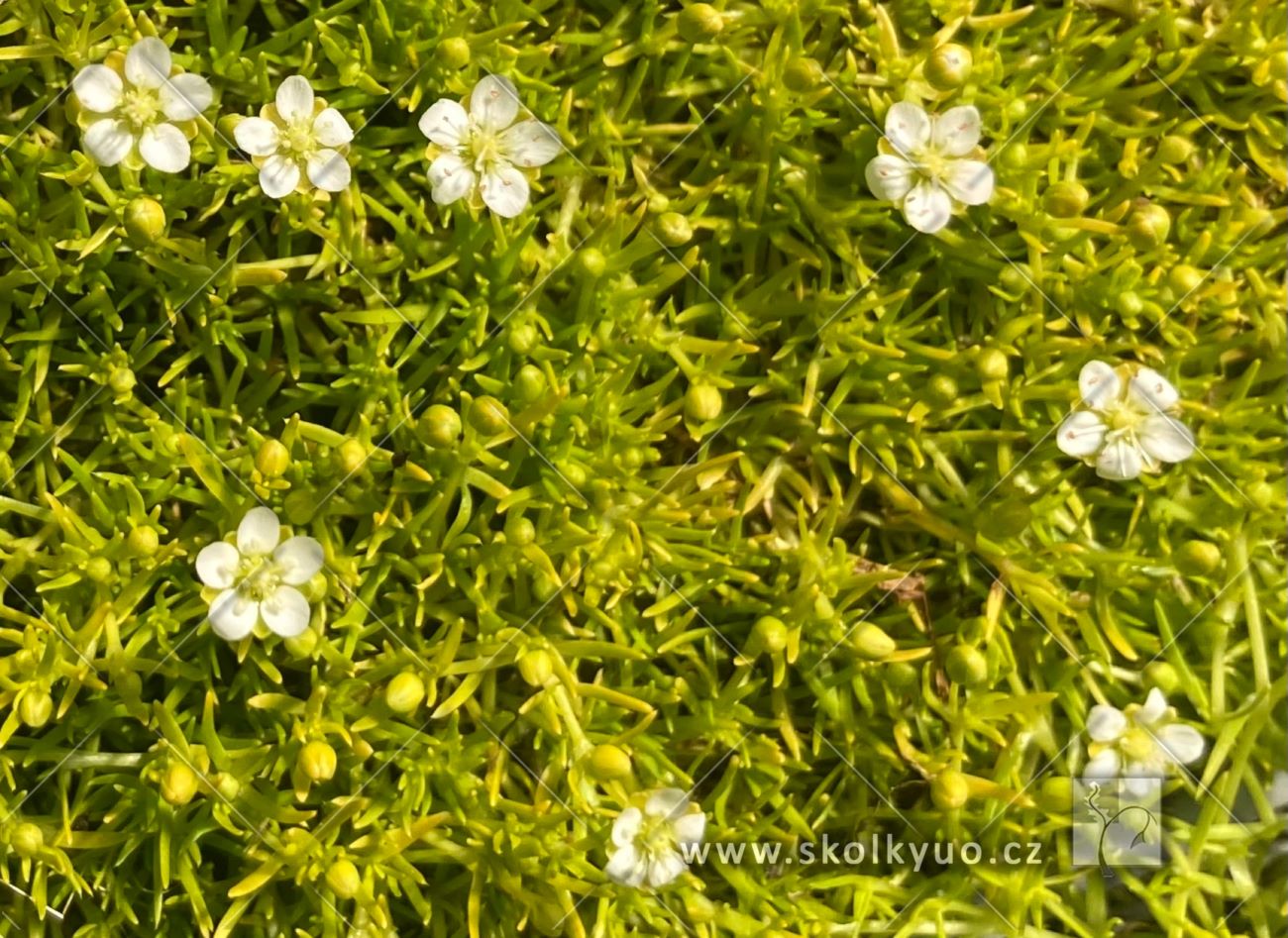 Sagina subulata ´Aurea´
