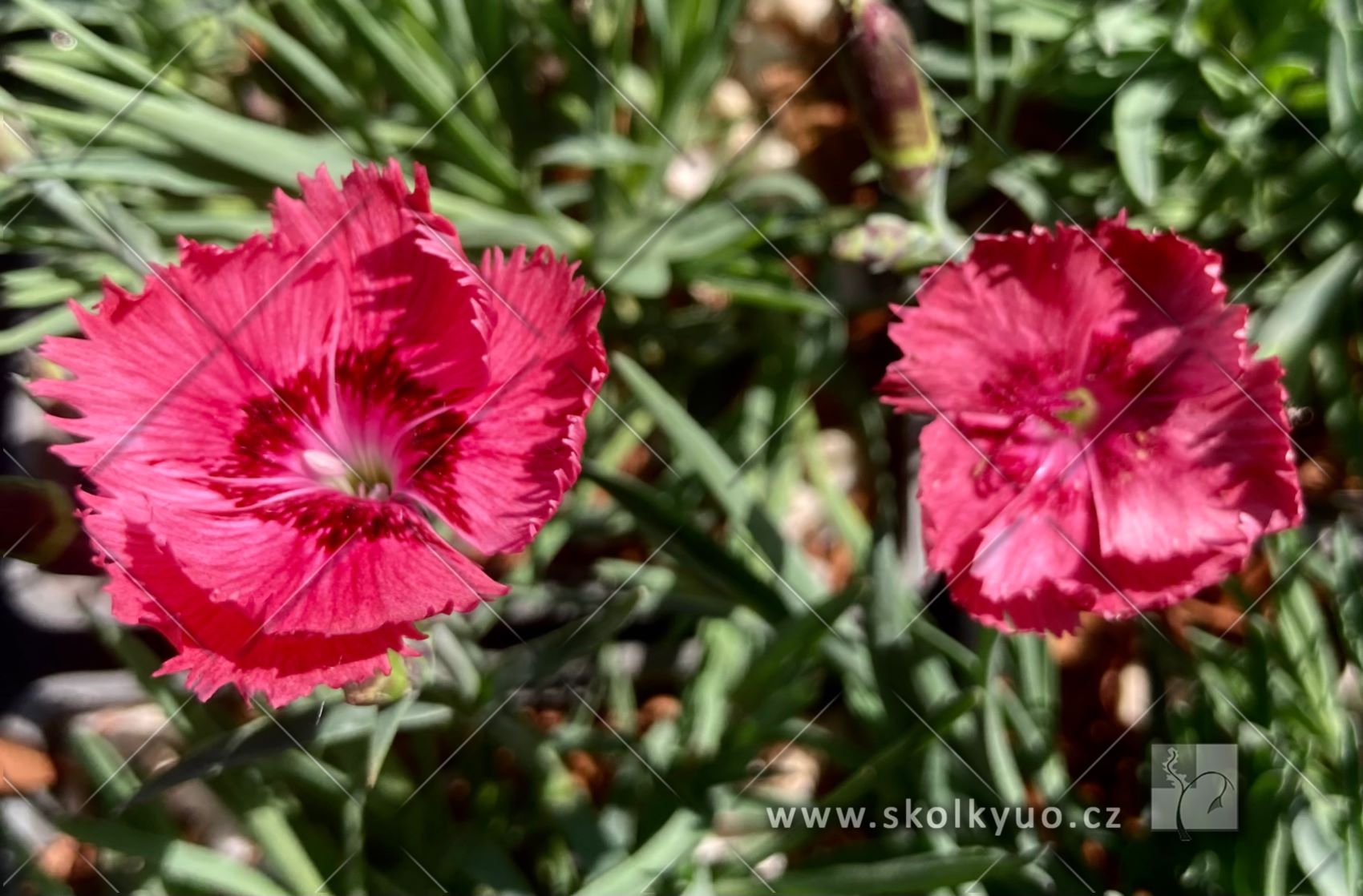 Dianthus plumarius ´Dixie® Deep Rose´