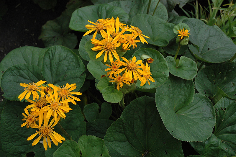 Ligularia dentata ´Desdemona´