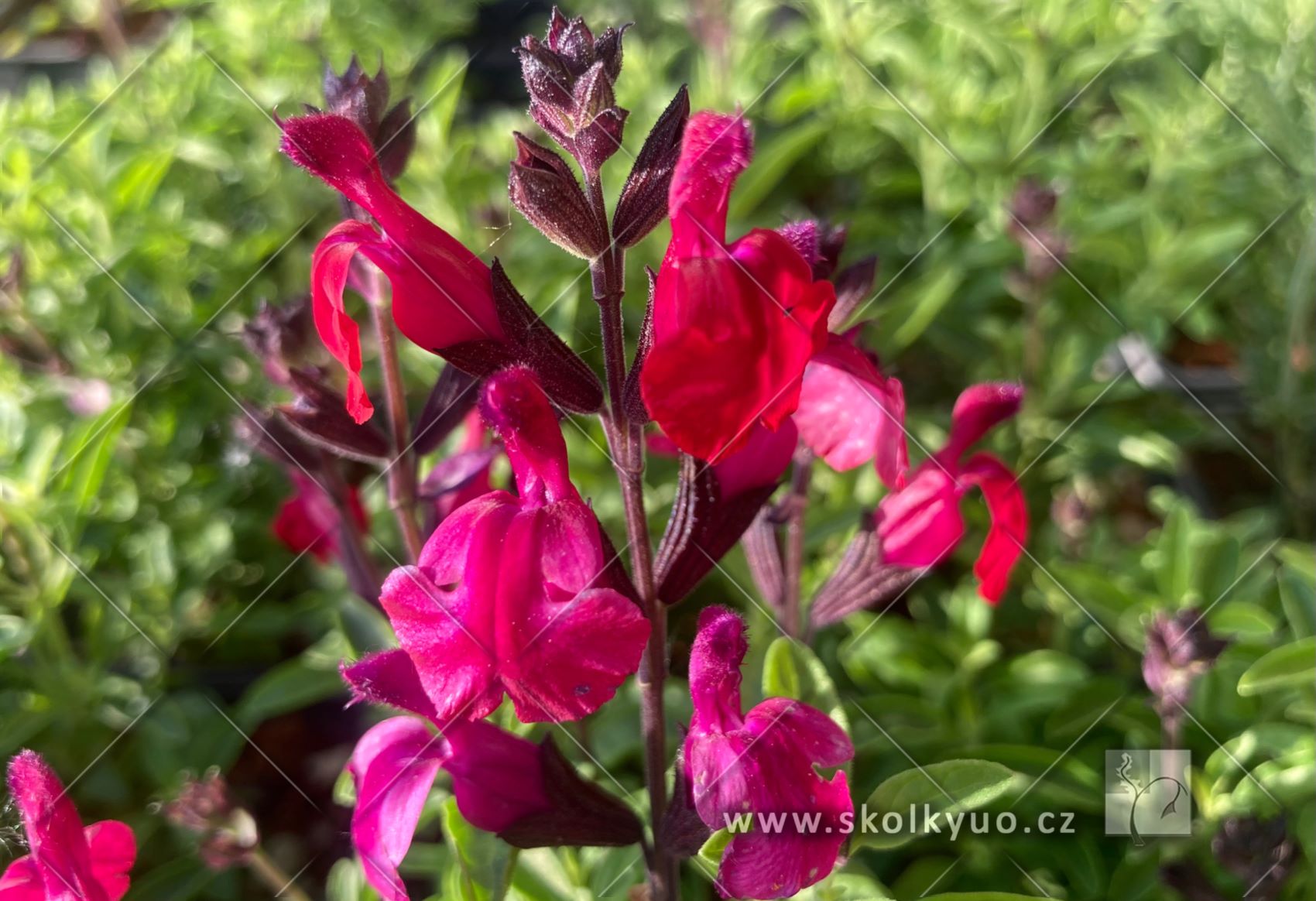 Salvia greggii ´Mirage± Burgundy´