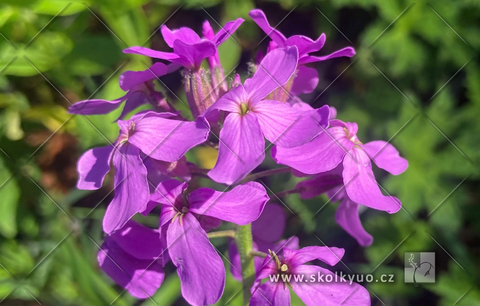 Hesperis matronalis