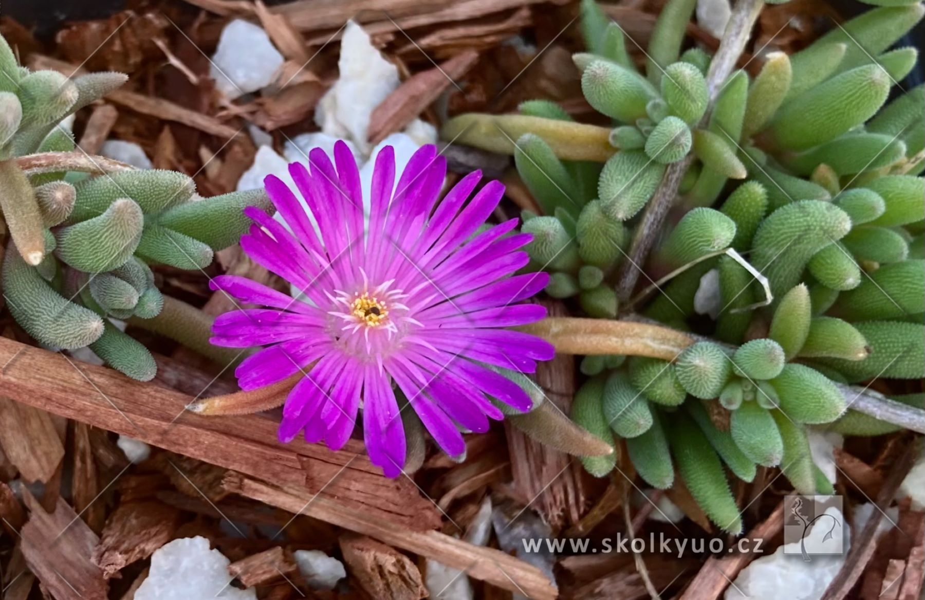 Delosperma ´Ice Cream± Purple´