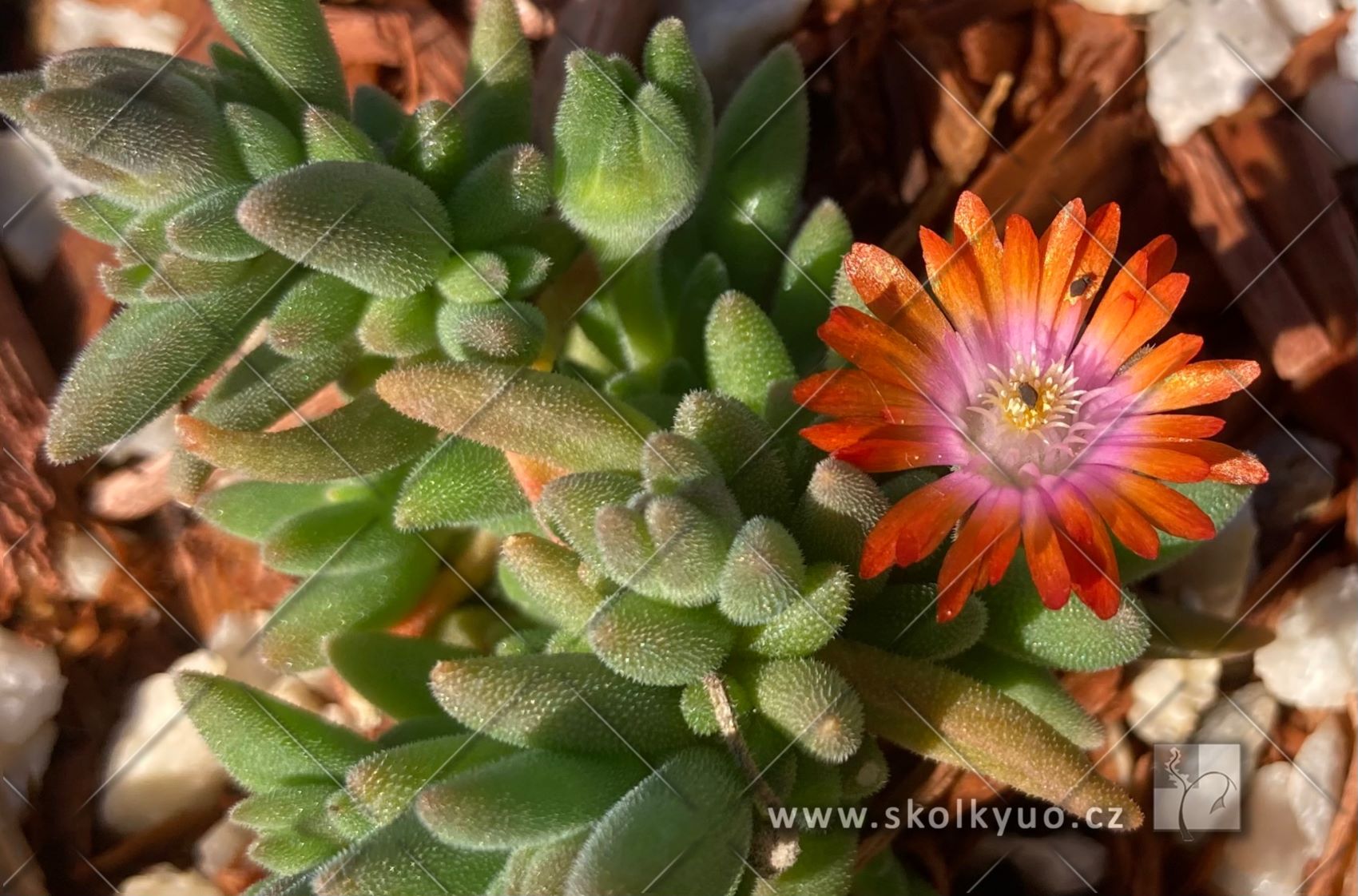 Delosperma ´Ice Cream± Orange´