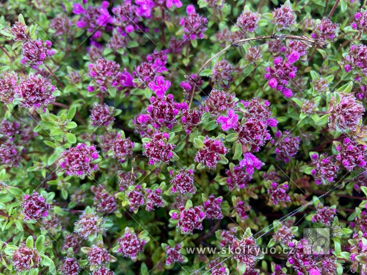 Thymus praecox ´Coccineus´