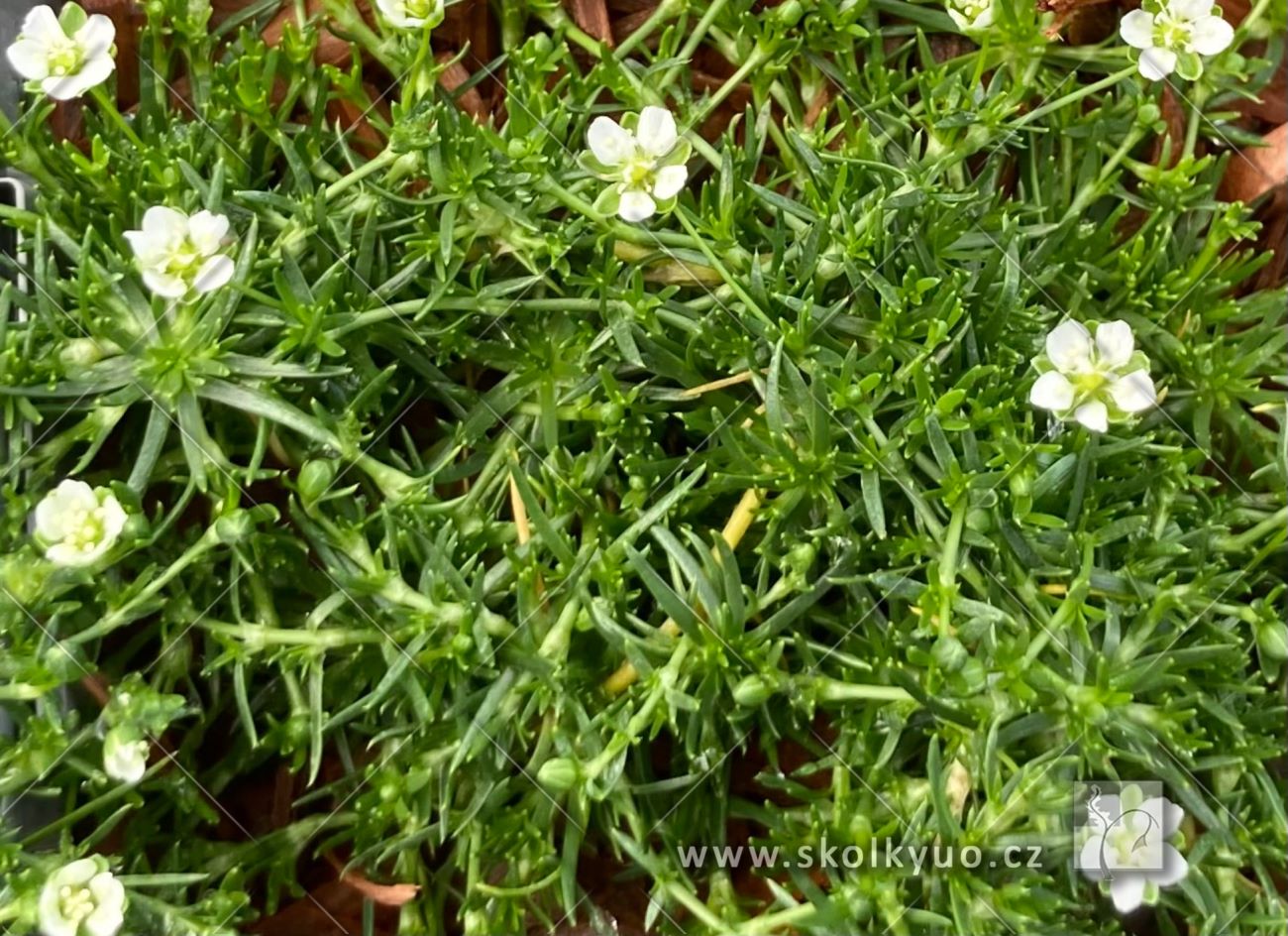 Sagina subulata ´Green Moss´