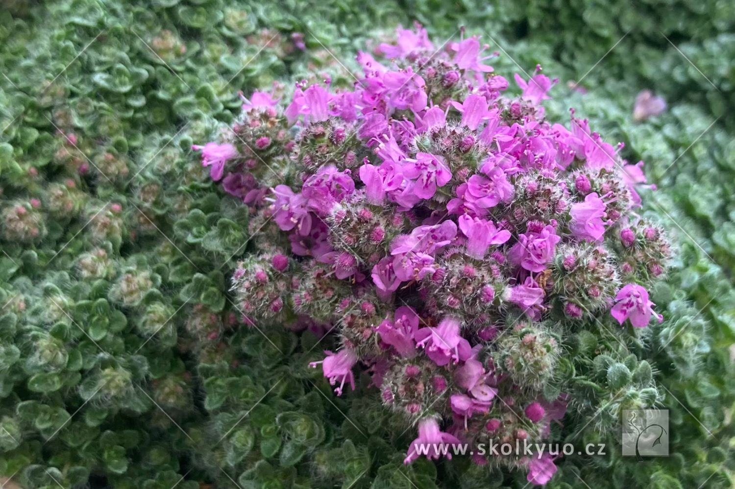 Thymus praecox ´Minor´