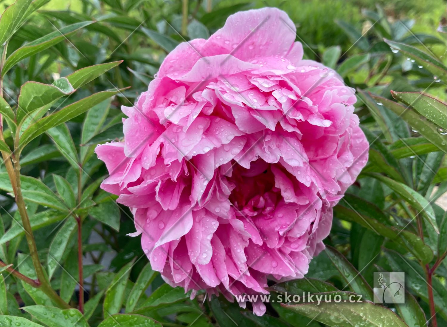 Paeonia lactiflora ´Dr. Alexander Fleming´