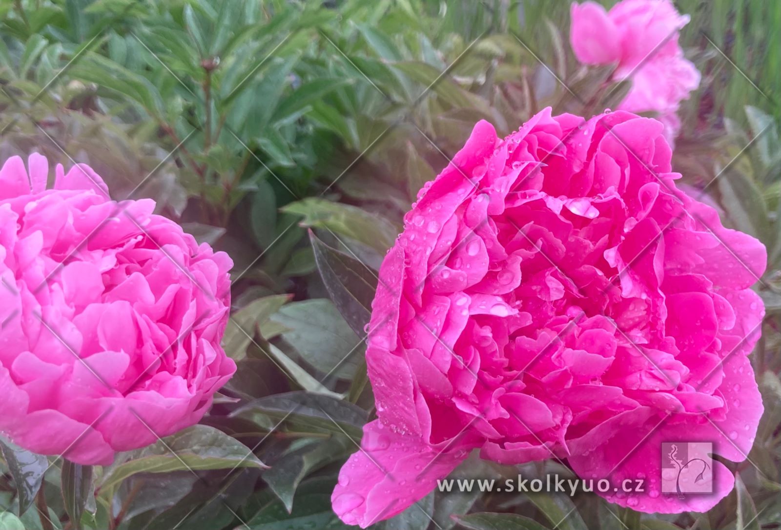 Paeonia lactiflora ´Edulis Superba´