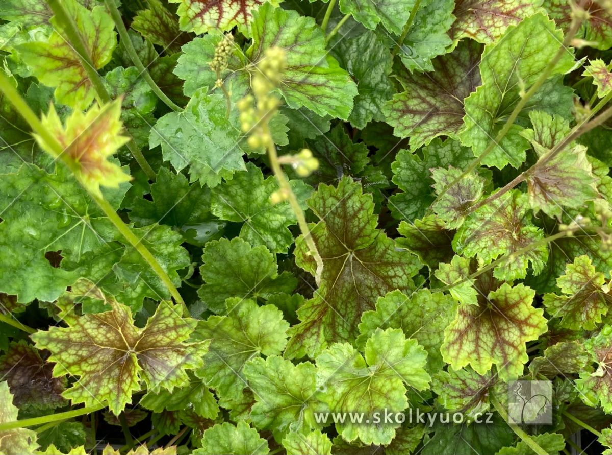 Heuchera americana