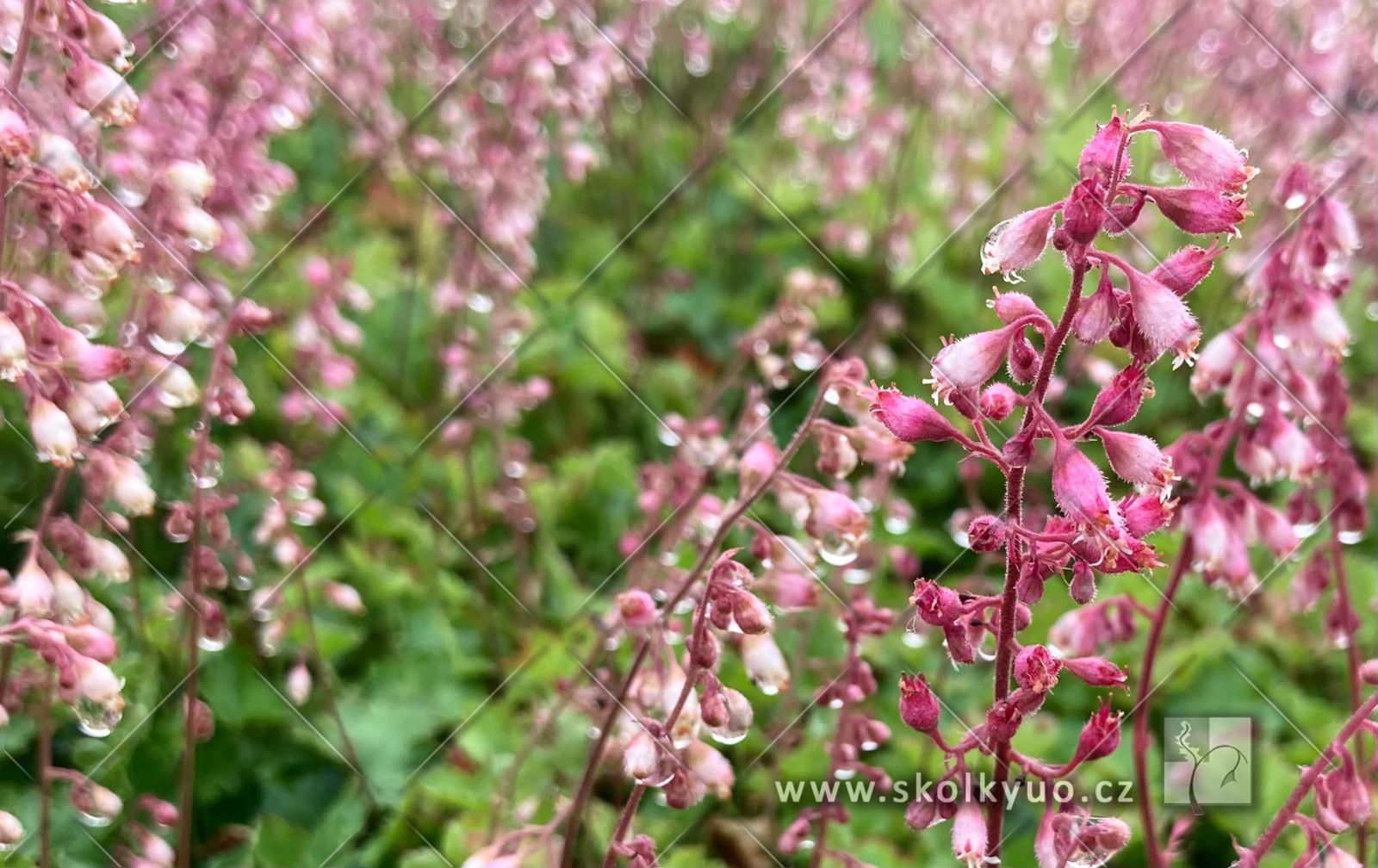 Heuchera pulchella