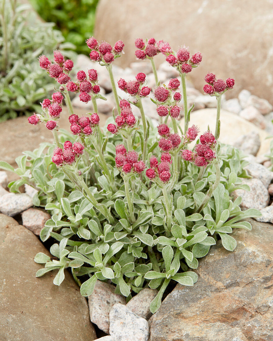 Antennaria dioica ´Alex Duguid´