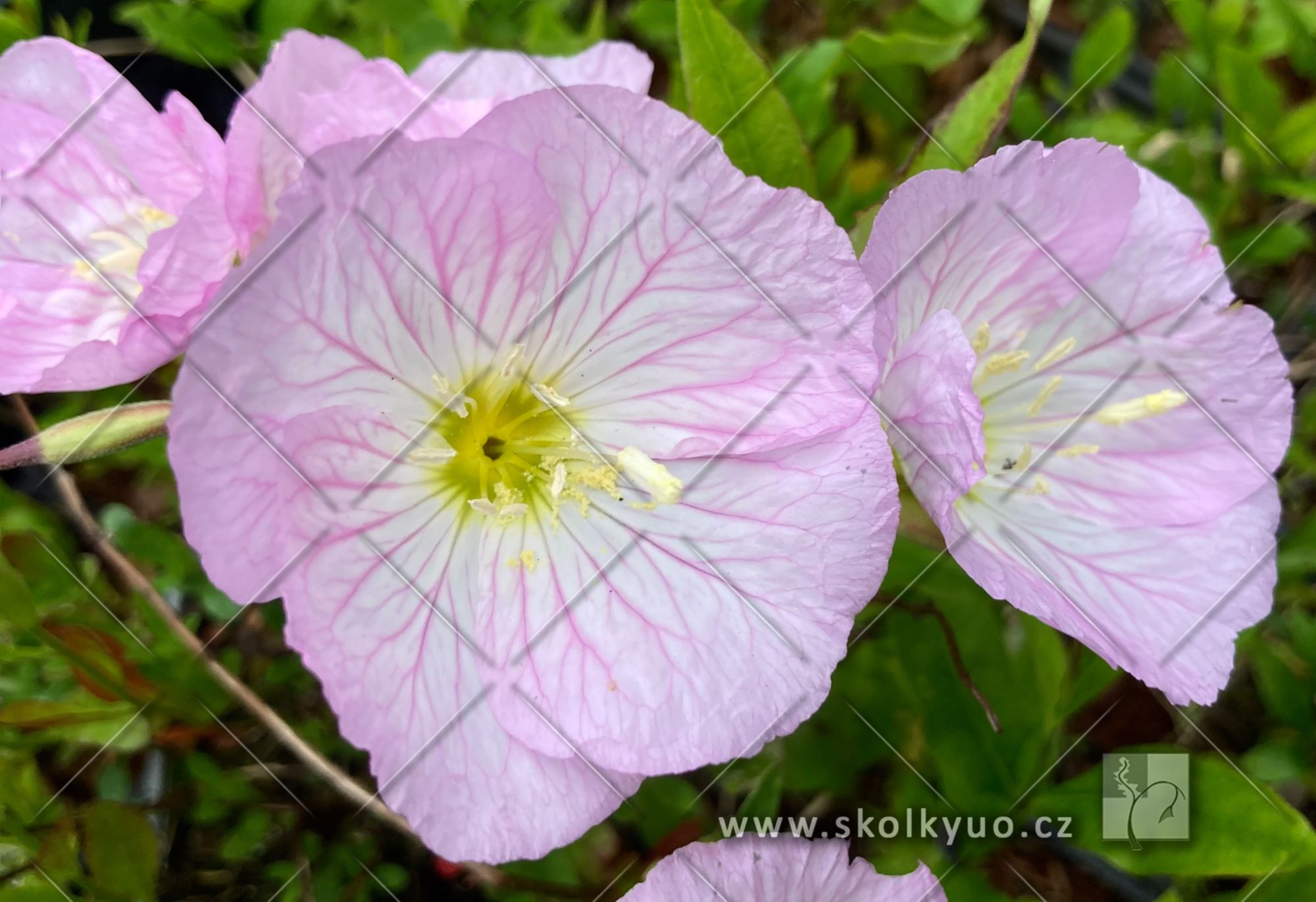 Oenothera speciosa ´Siskiyou Pink´