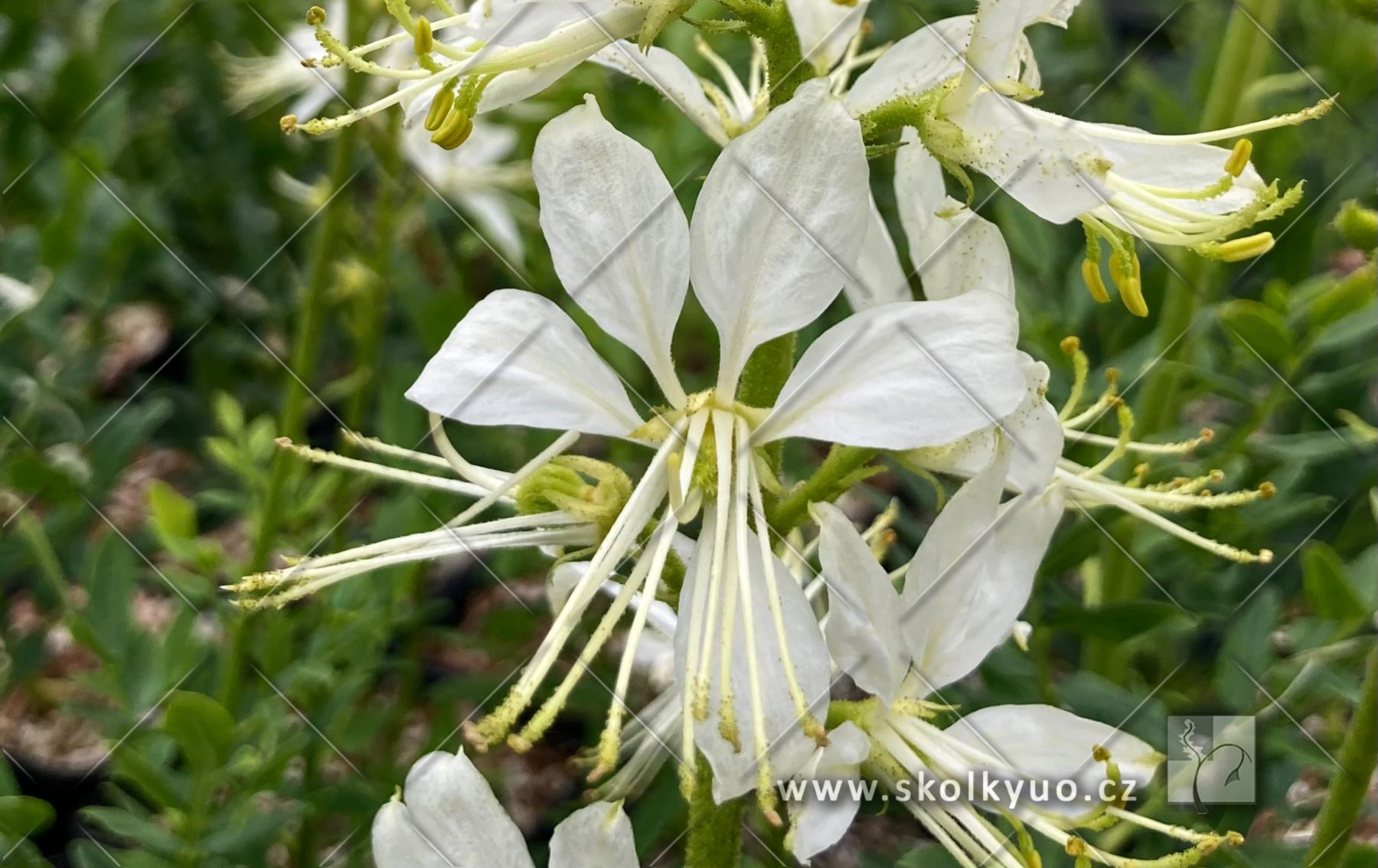 Dictamnus albus (fraxinella) ´Albiflorus´