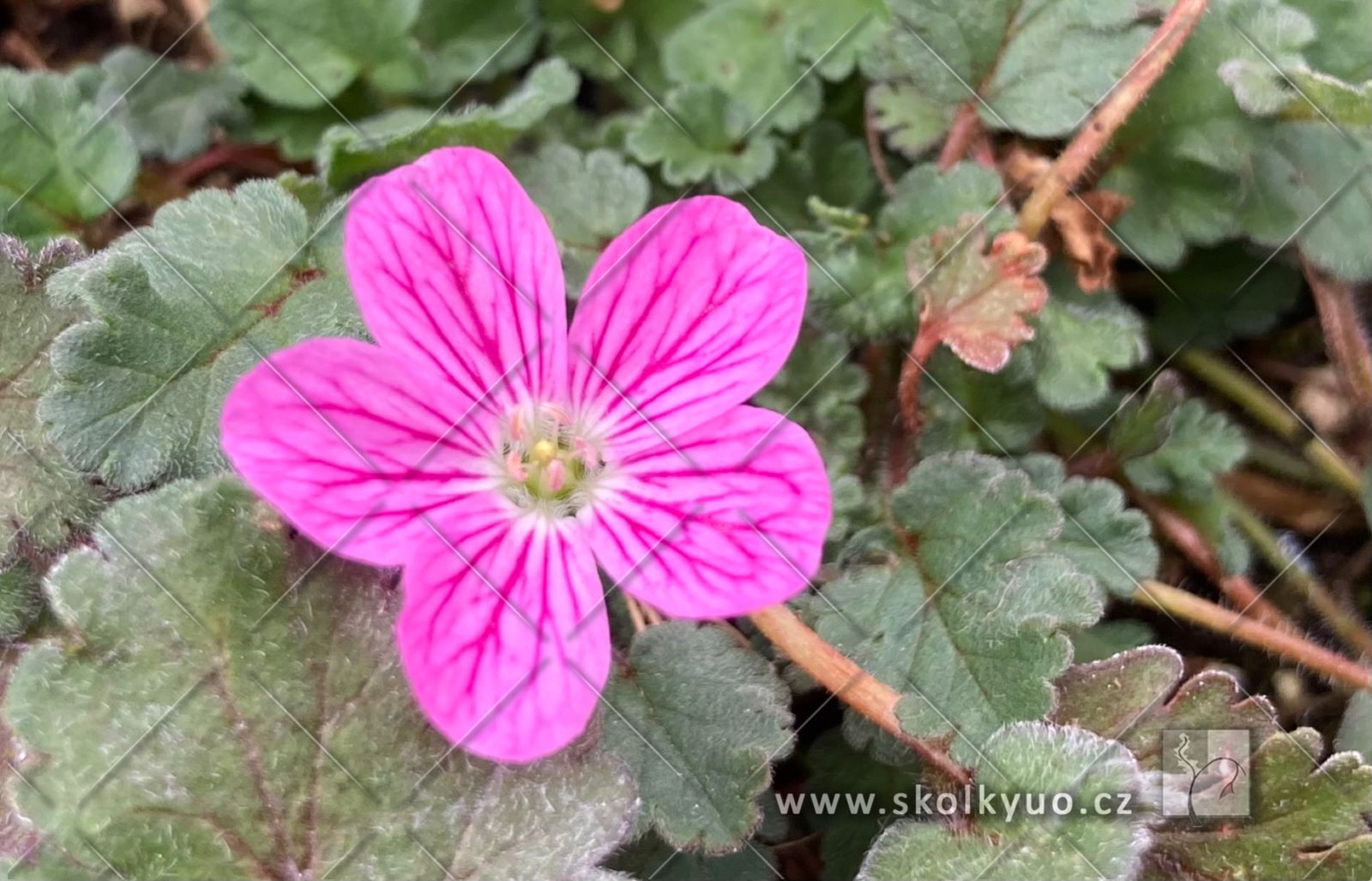 Erodium variabile ´Bishop´s Form´