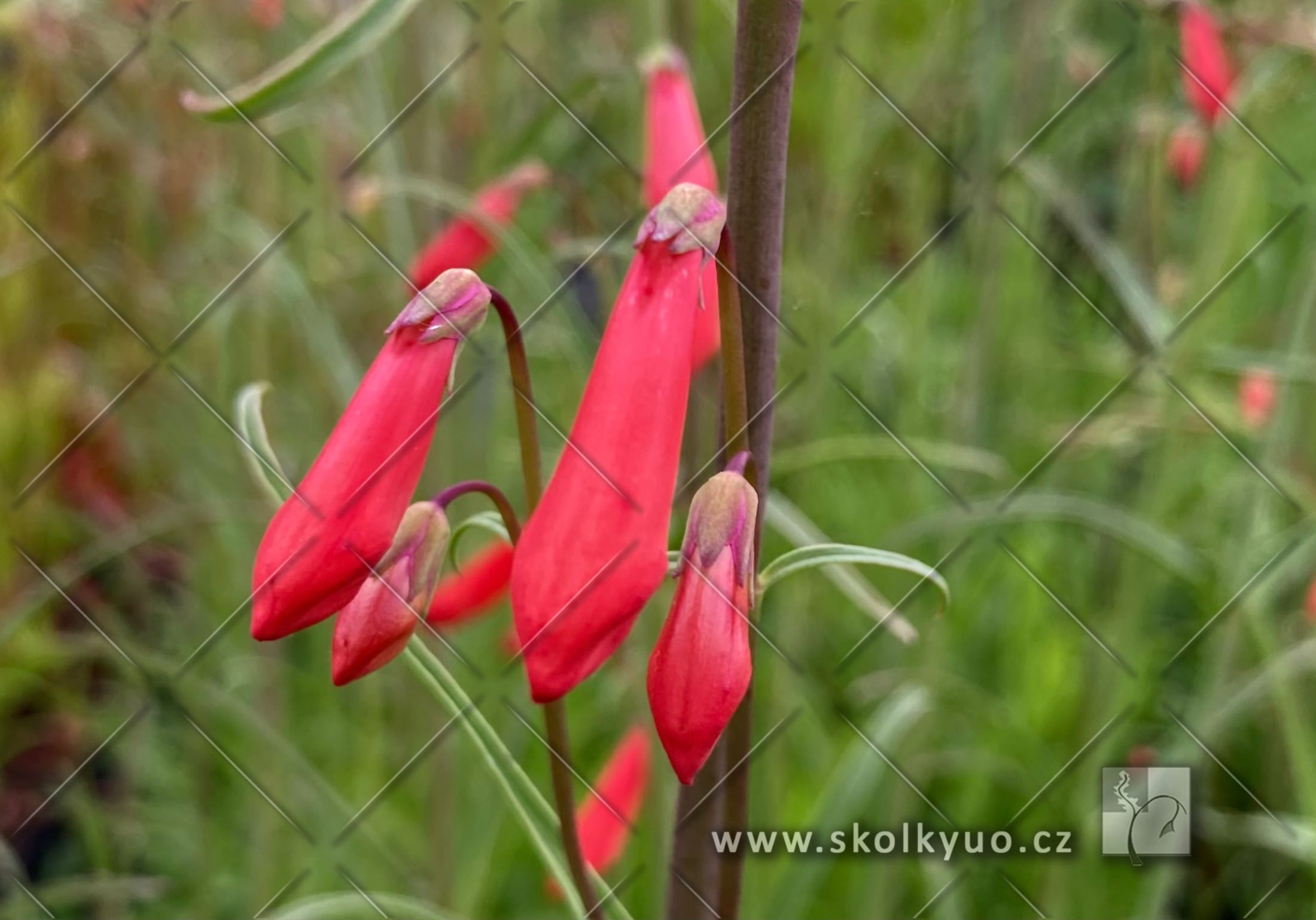 Penstemon barbatus var. coccineus