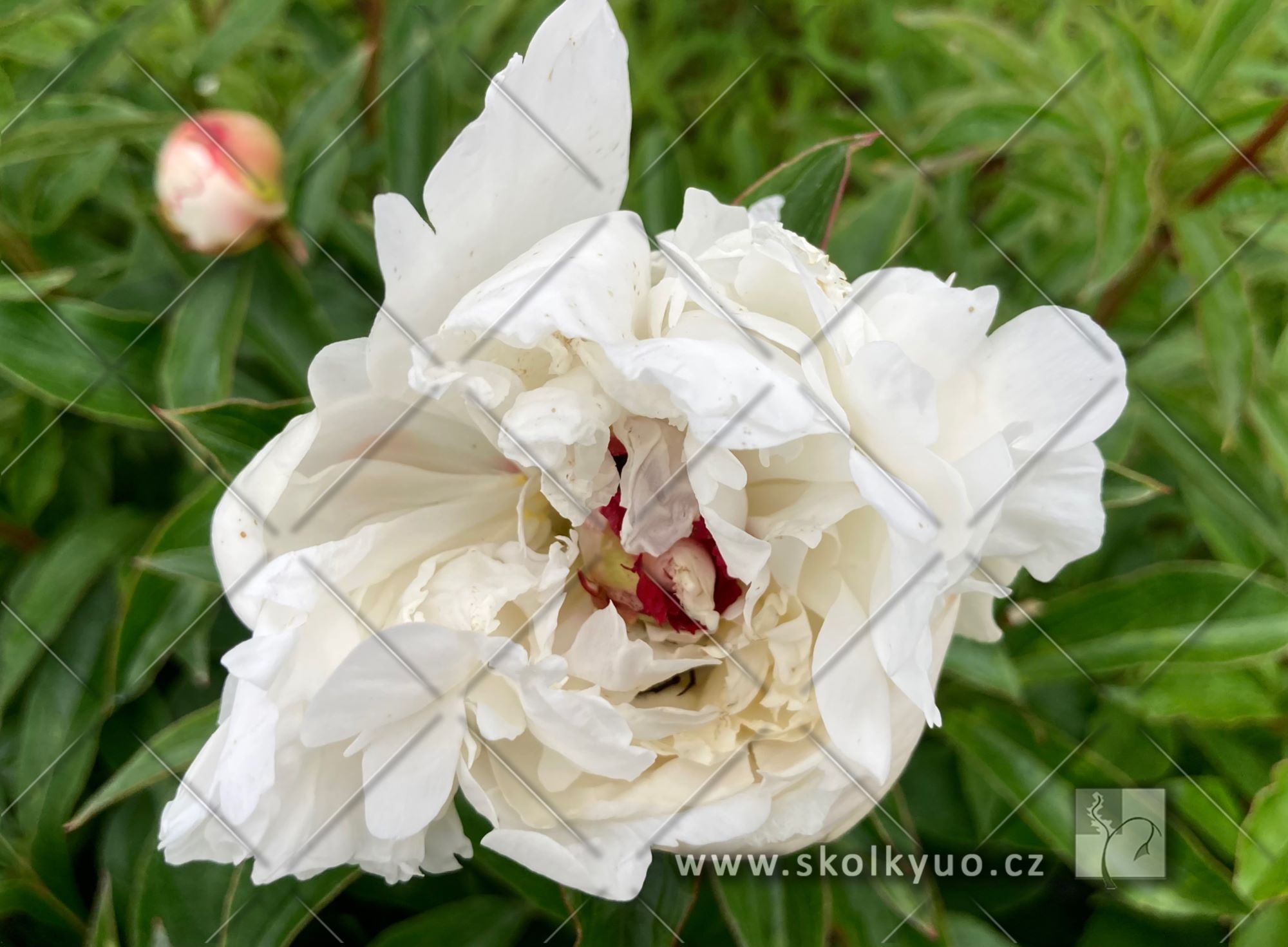 Paeonia lactiflora ´Festiva Maxima´
