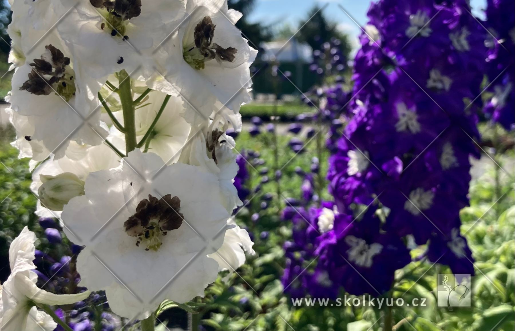 Delphinium Mix