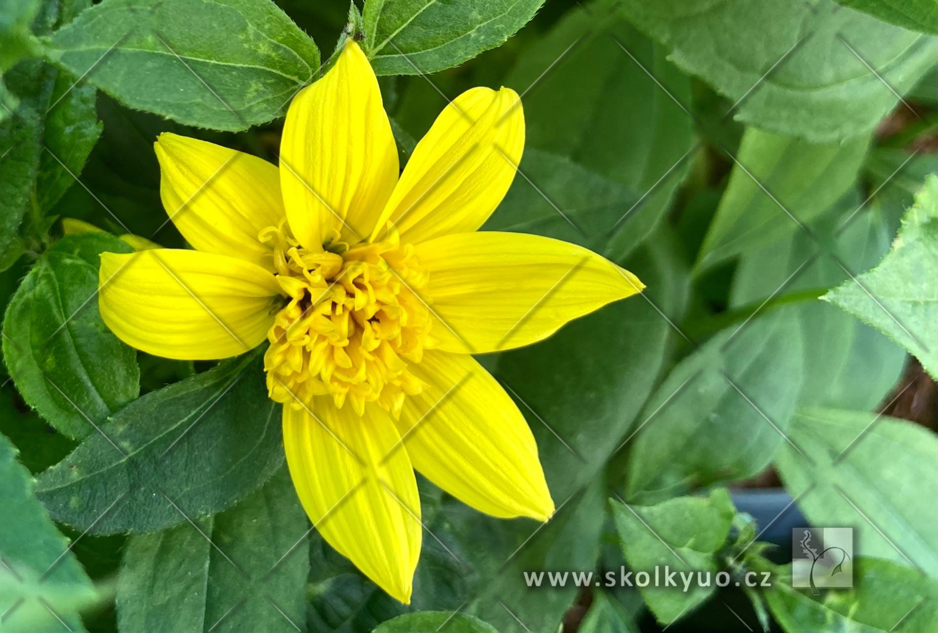 Helianthus ´Sunshine Daydream´®